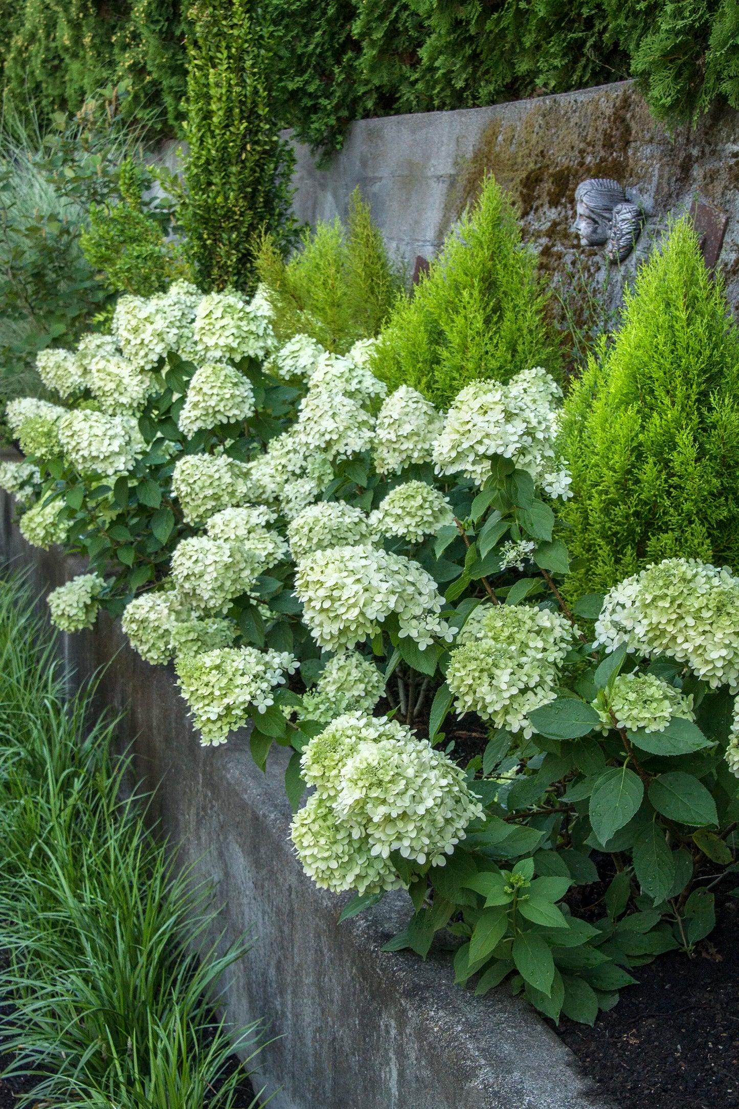 LITTLE LIME HYDRANGEA 2gal