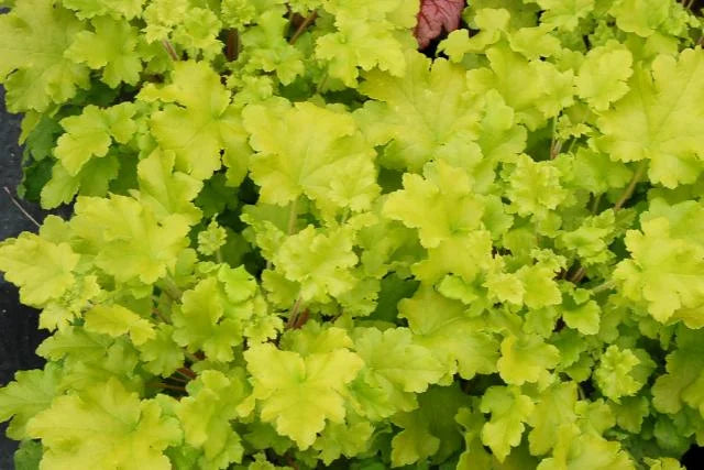 LIME MARMALADE HEUCHERA 1gal