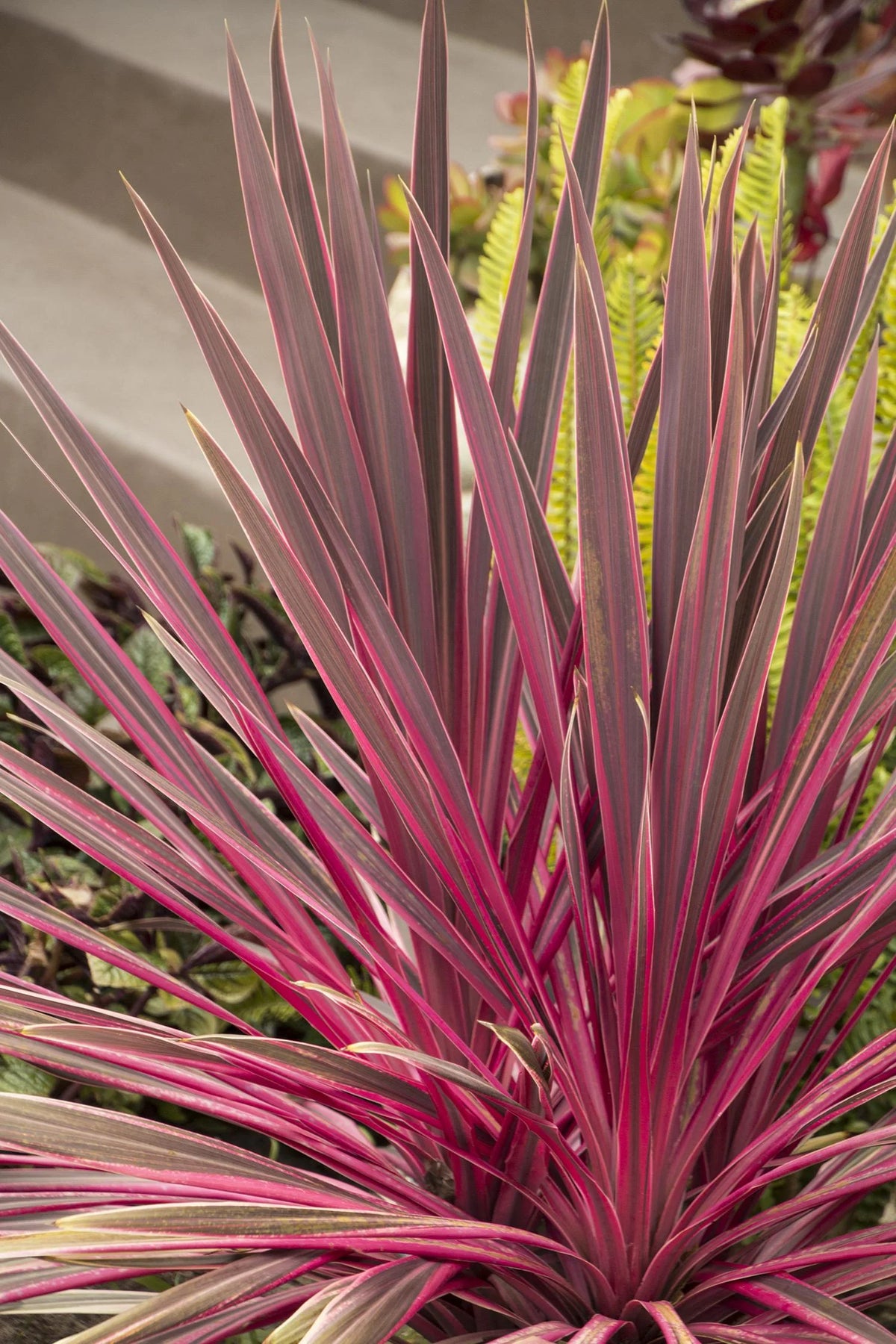 ASSORTED CORDYLINE 2gal