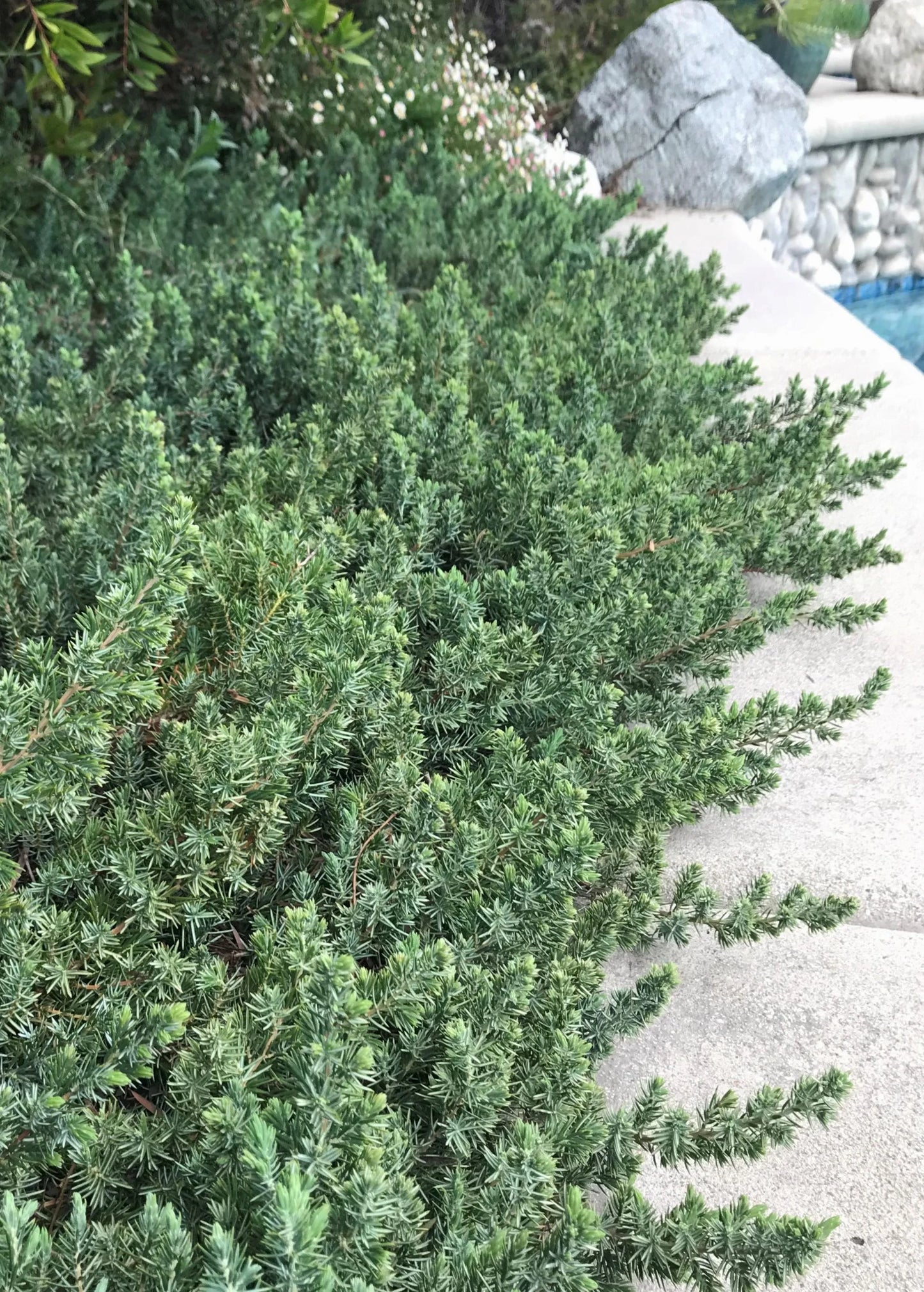 BLUE PACIFIC SHORE JUNIPER 2gal