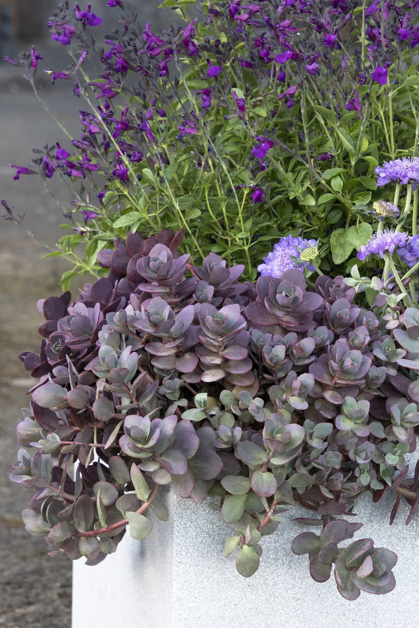 SUNSPARKLER DAZZLEBERRY SEDUM 1gal