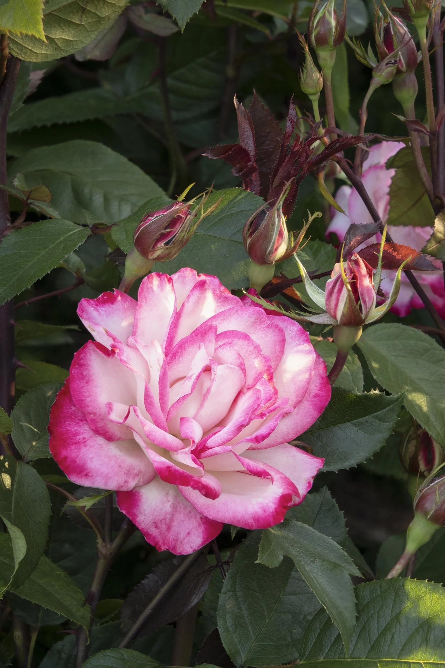 GRACE N GRIT PINK BICOLOR SHRUB ROSE 2gal