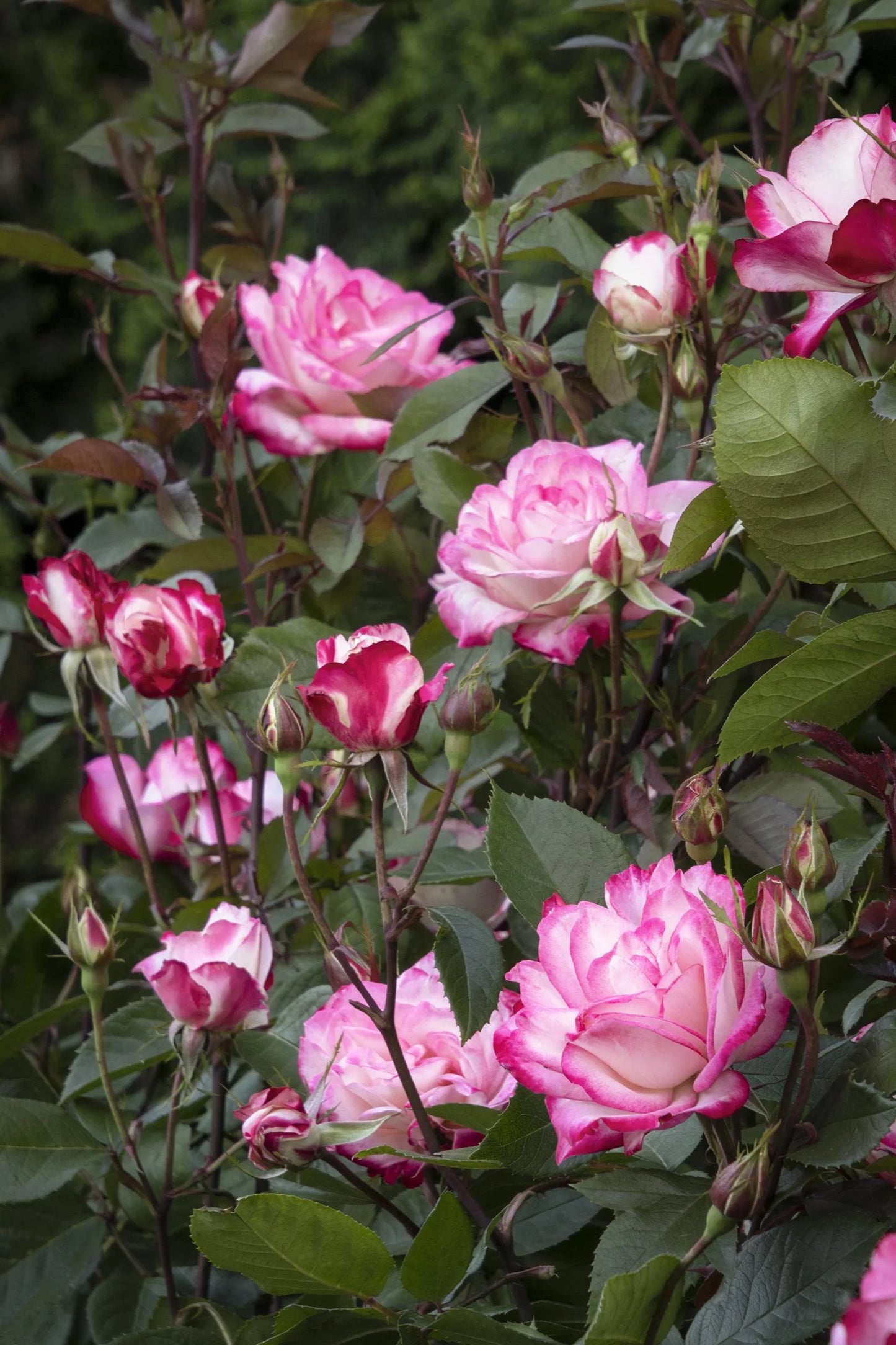 GRACE N GRIT PINK BICOLOR SHRUB ROSE 2gal