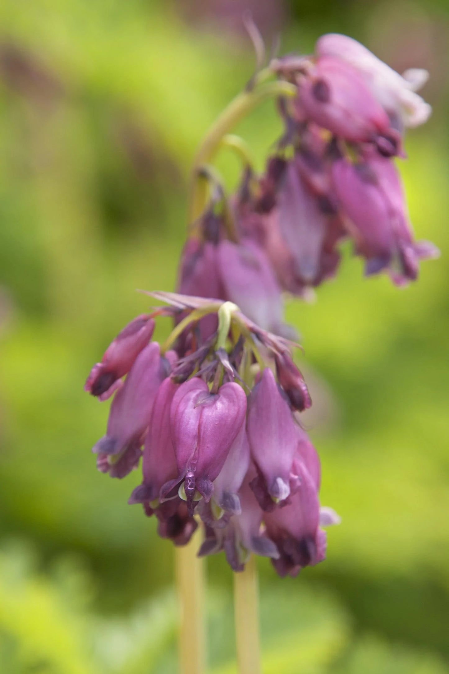 LUXURIANT FRINGED BLEEDING HEART 1gal