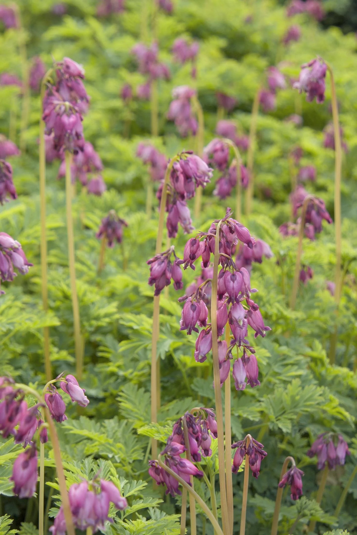 LUXURIANT FRINGED BLEEDING HEART 1gal