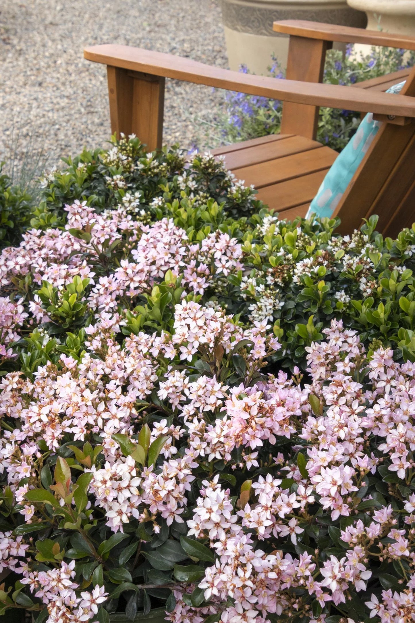 BALLERINA HAWTHORN 2gal