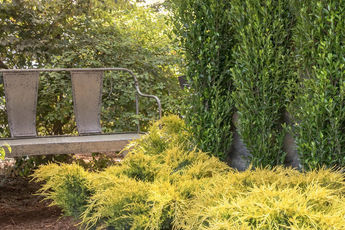 SEA OF GOLD JUNIPER 1gal