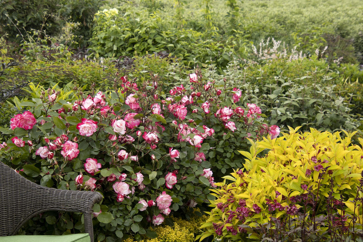 GRACE N GRIT PINK BICOLOR SHRUB ROSE 2gal