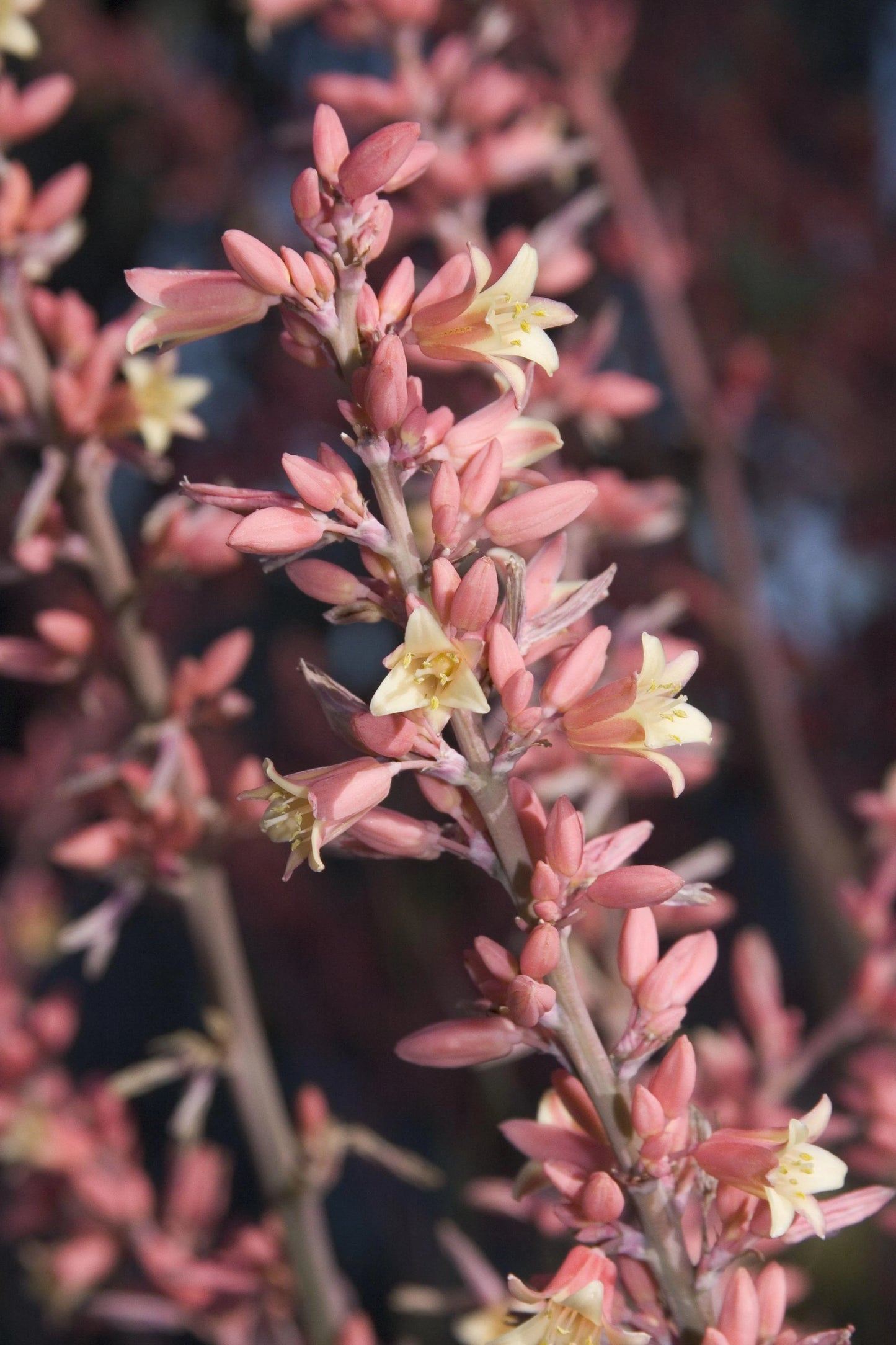 RED YUCCA 1gal