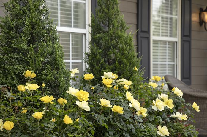 GRACE N GRIT YELLOW ROSE 2gal
