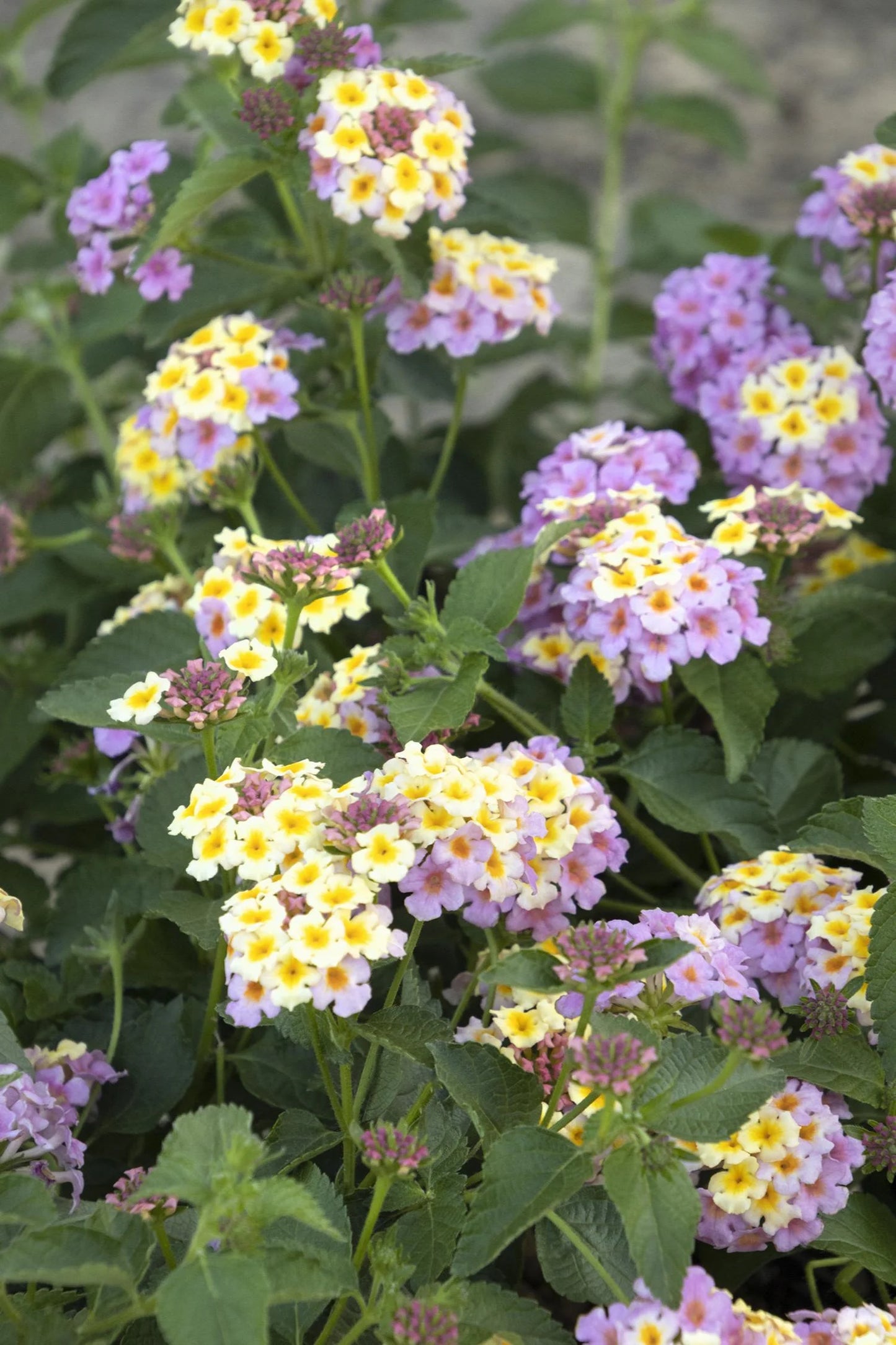 ASSORTED LANTANA 1gal