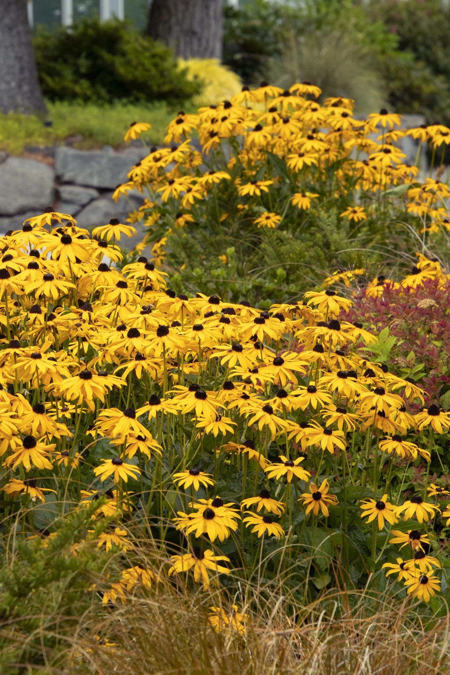 GOLDSTURM RUDBECKIA 1 GAL