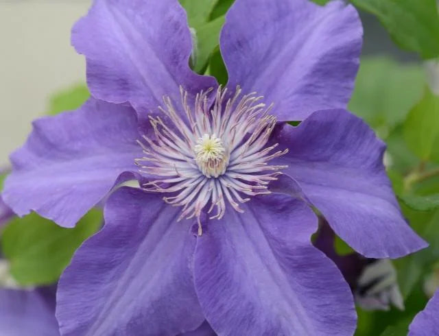 BOULEVARD SACHA CLEMATIS 2gal
