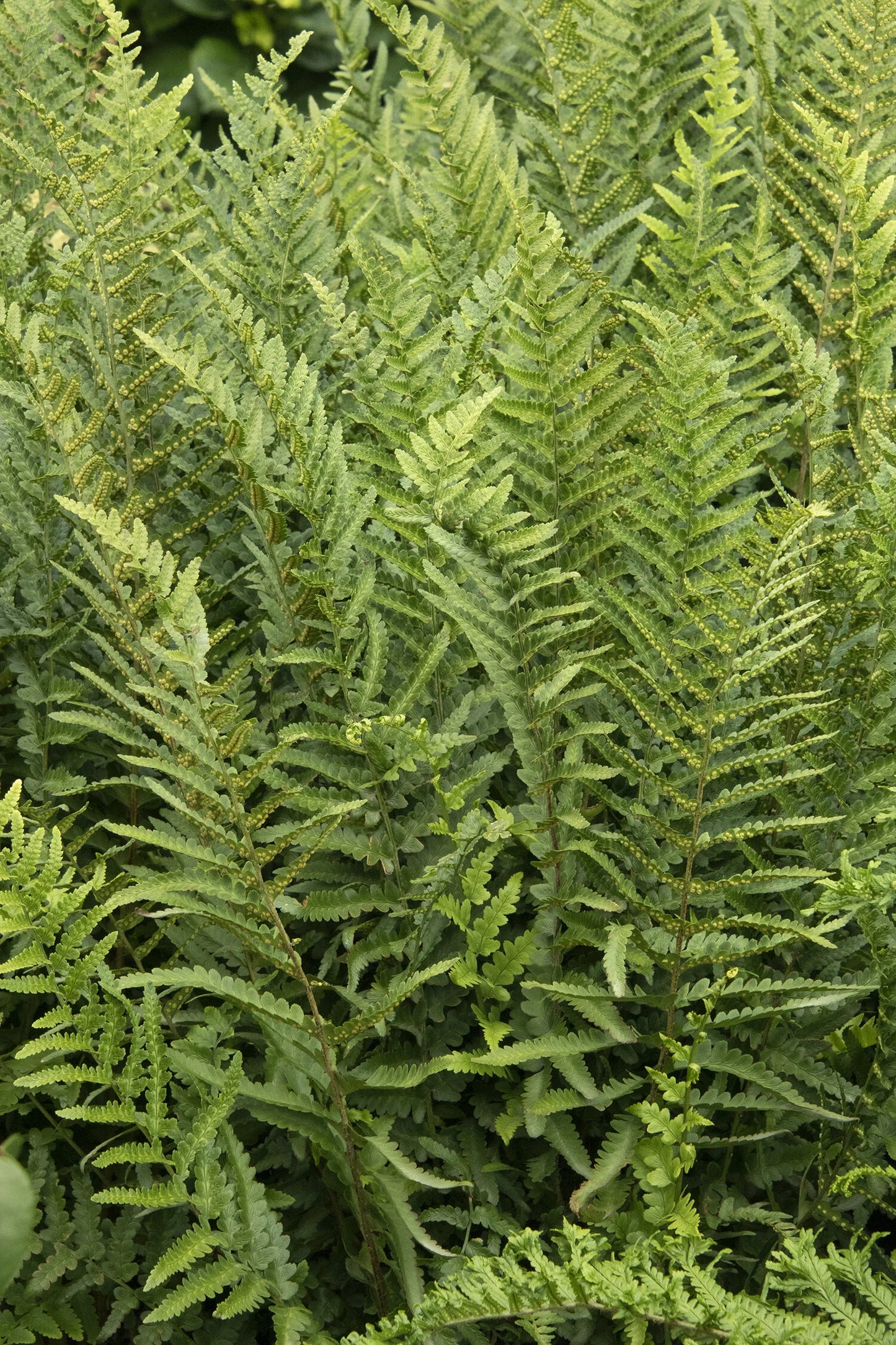 JURASSIC T-REX WOOD FERN 2gal