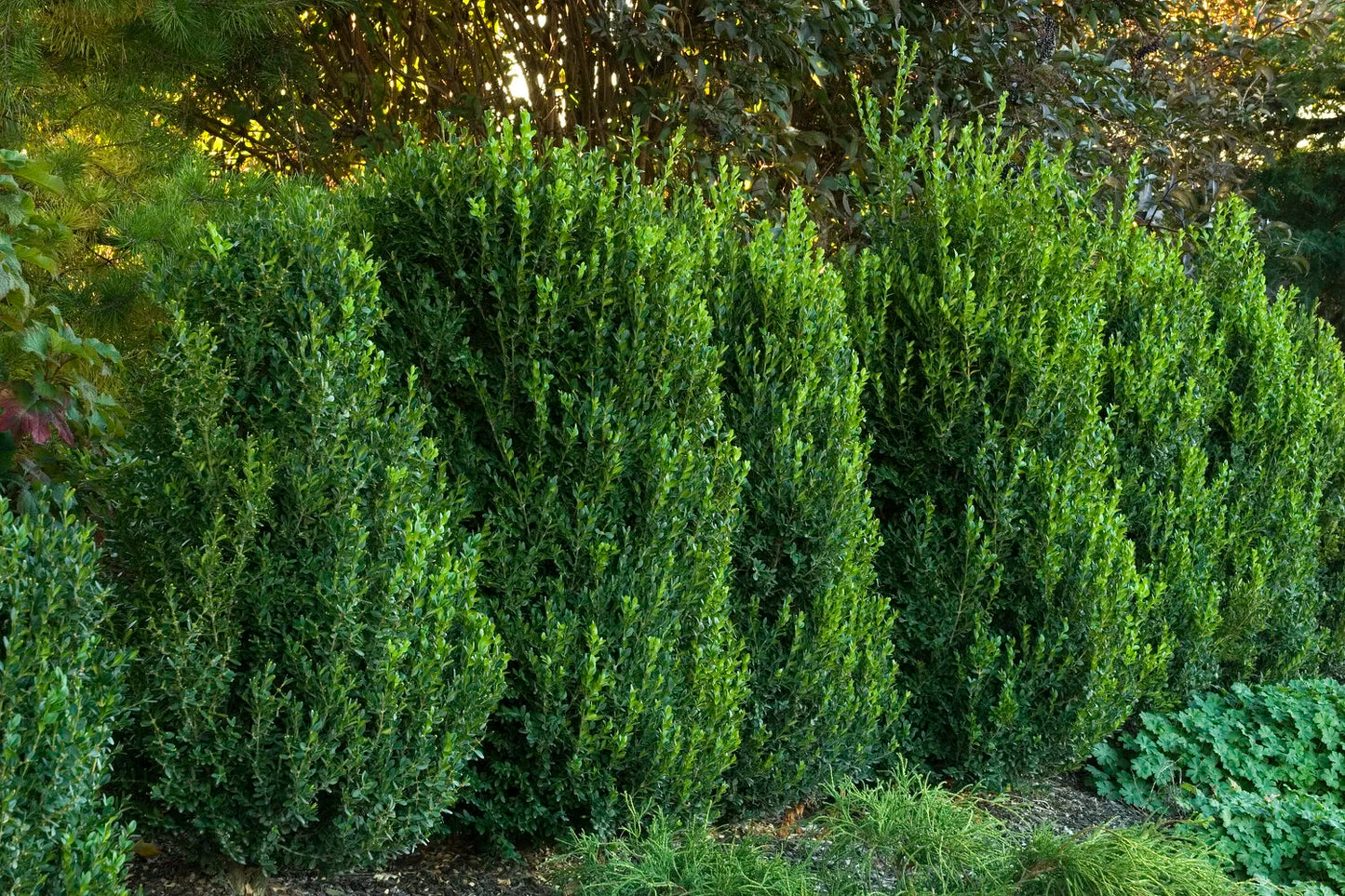 GREEN MOUNTAIN BOXWOOD 1gal