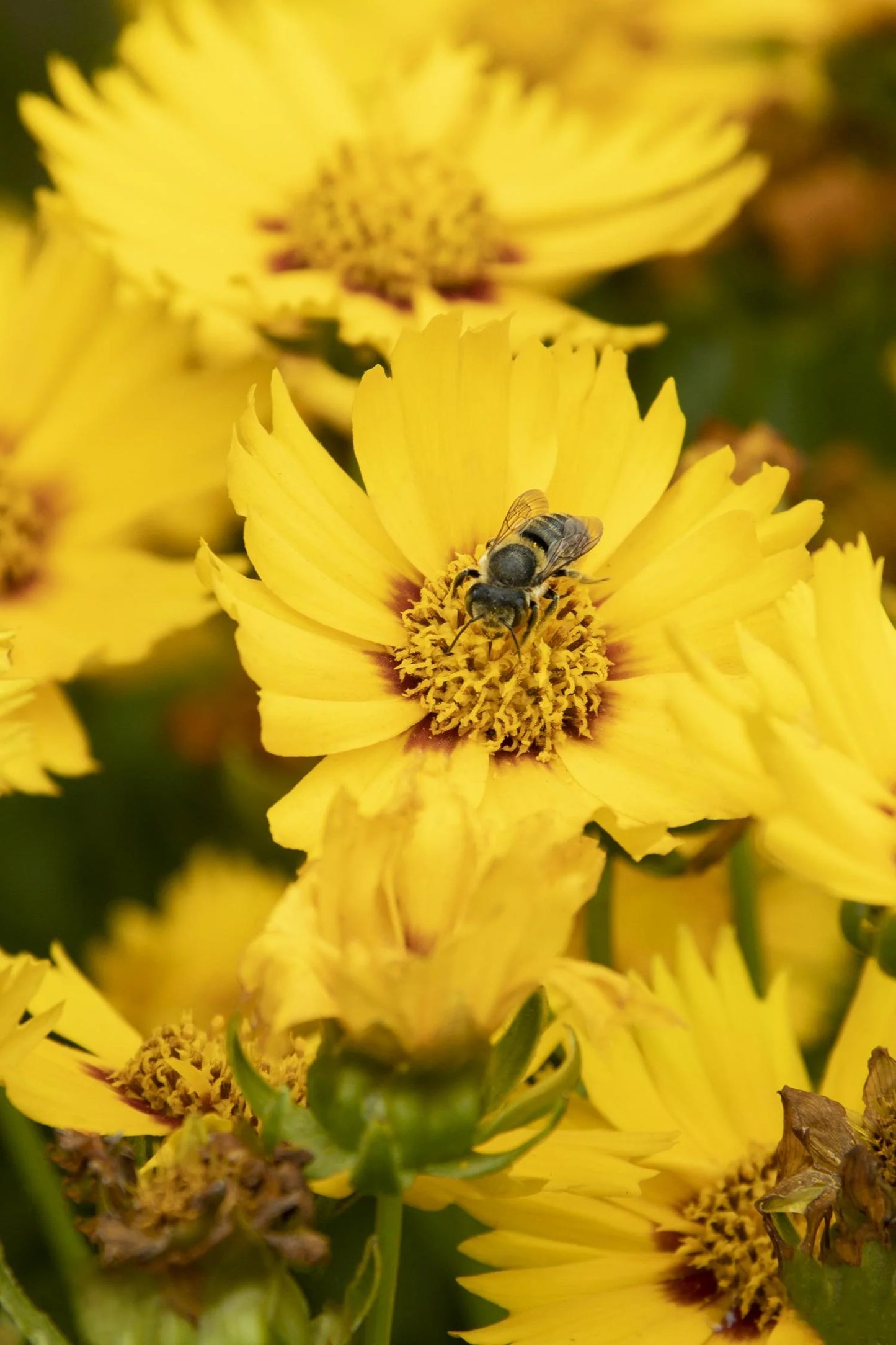 SOLANNA BRIGHT TOUCH COREOPSIS 1gal