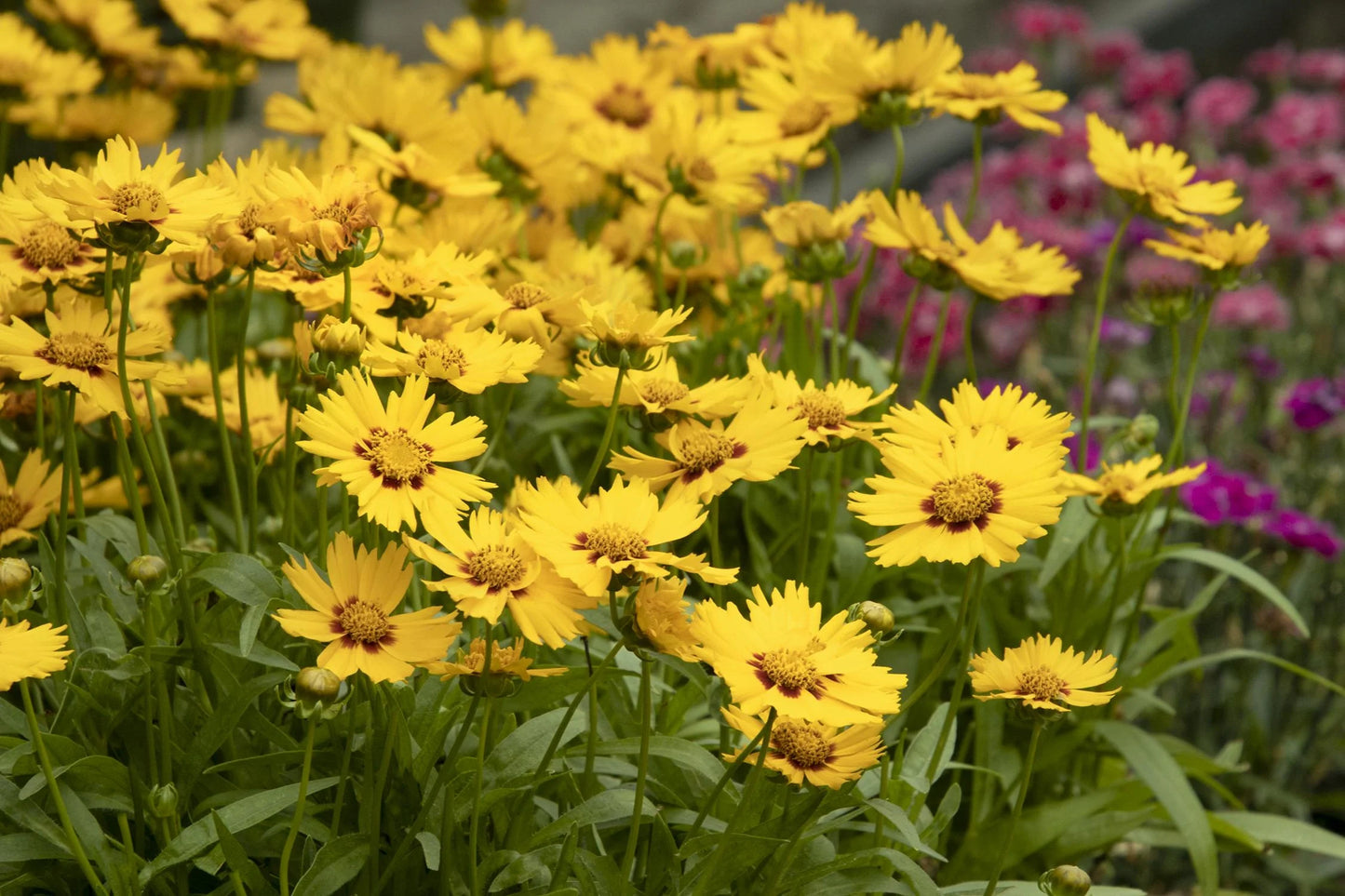 SOLANNA BRIGHT TOUCH COREOPSIS 1gal
