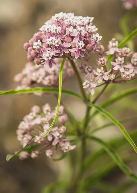 NARROWLEAF MILKWEED 1gal