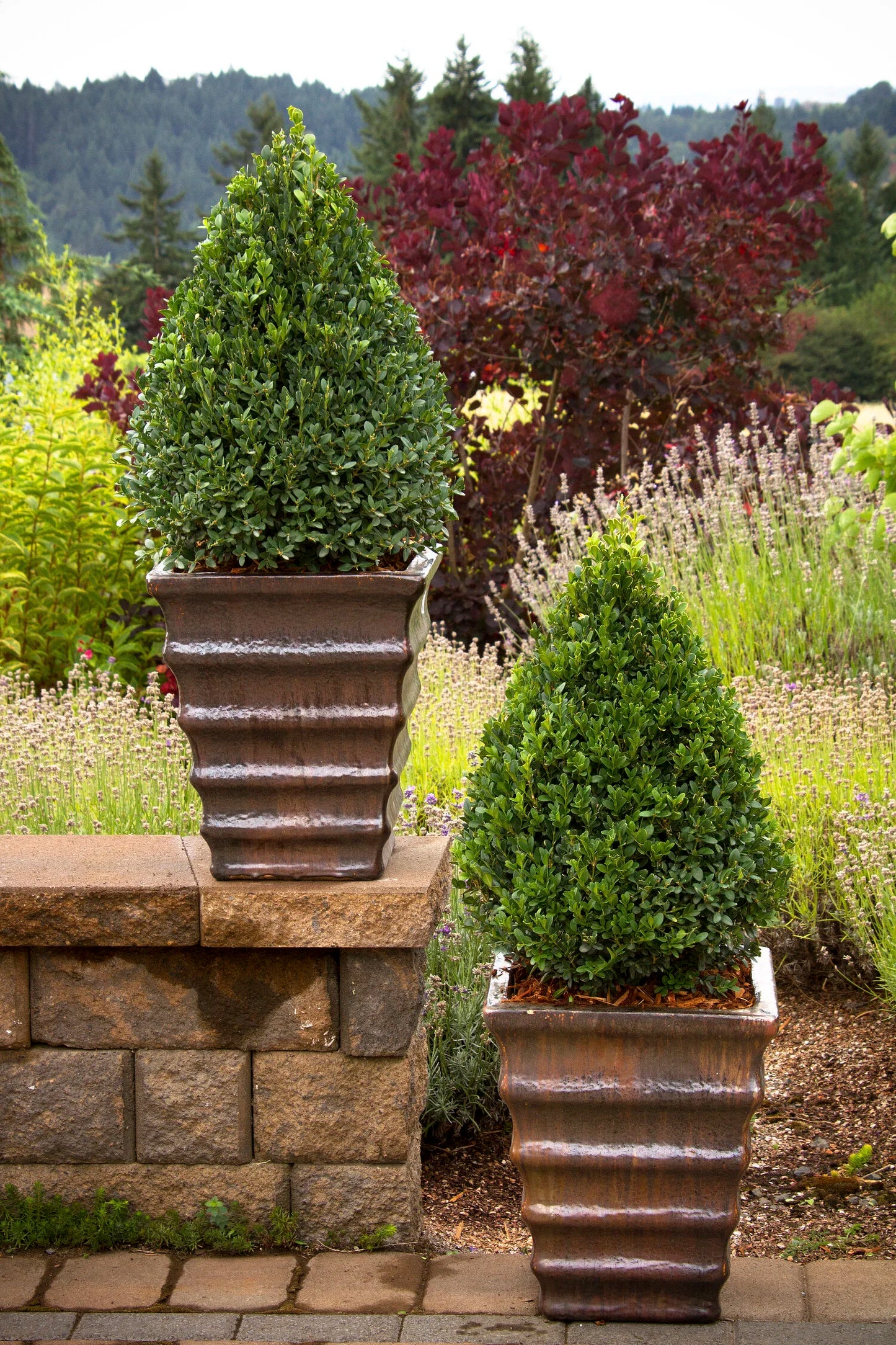 GREEN MOUNTAIN BOXWOOD 1gal