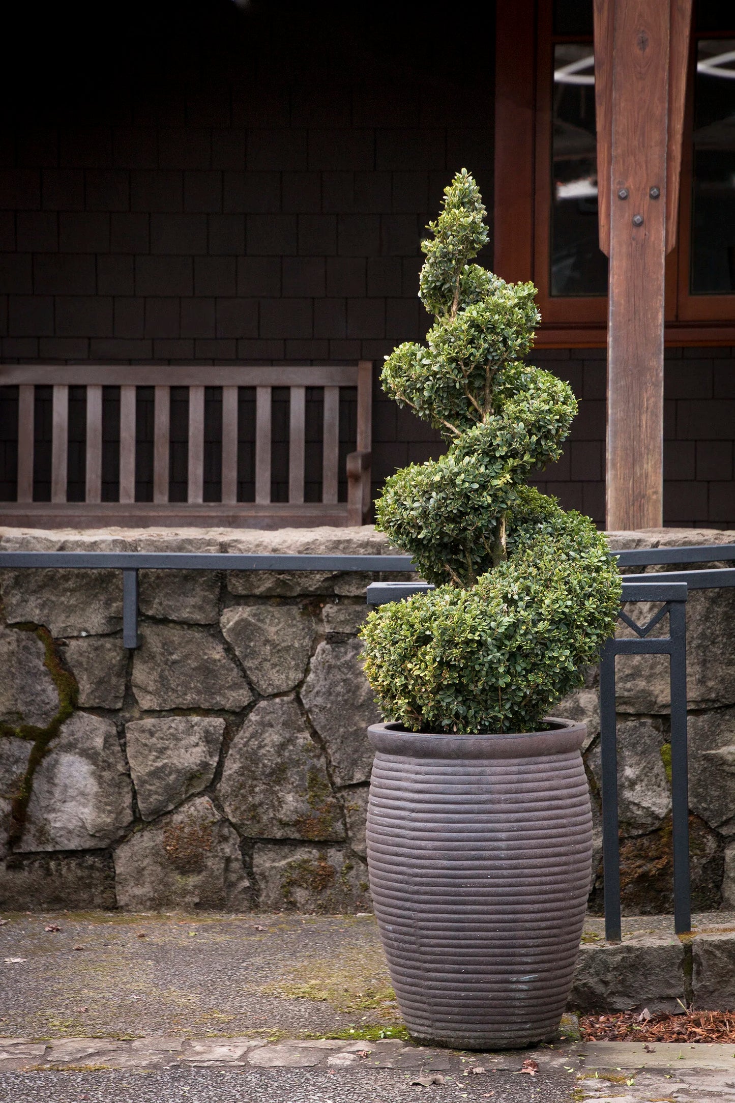 GREEN MOUNTAIN BOXWOOD 1gal
