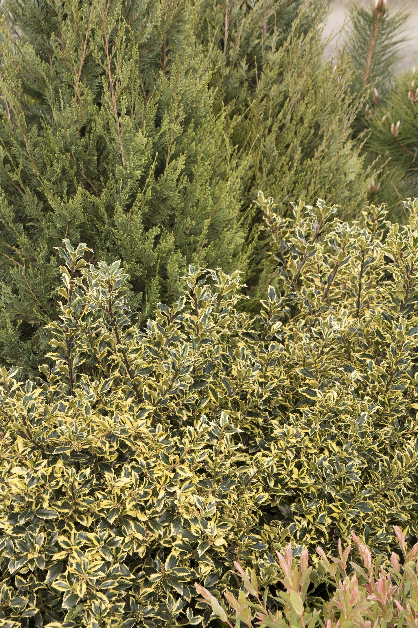 GOLD COAST HOLLY 5gal