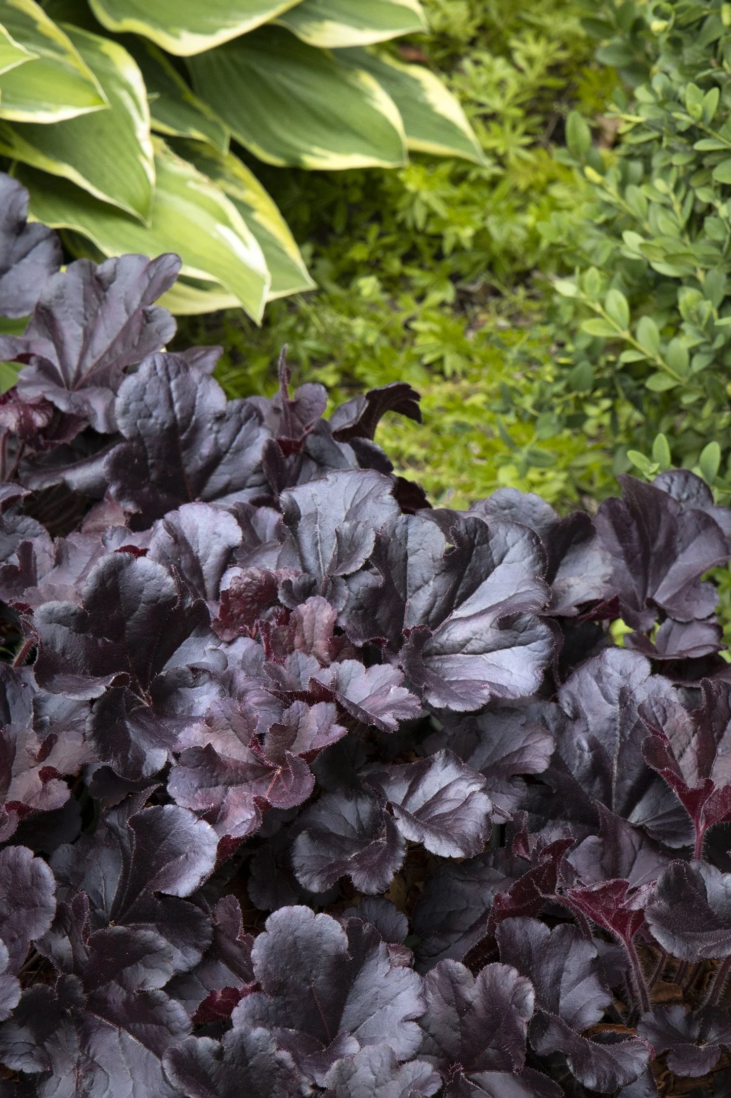 DARK N BRIGHT HEUCHERA 1gal