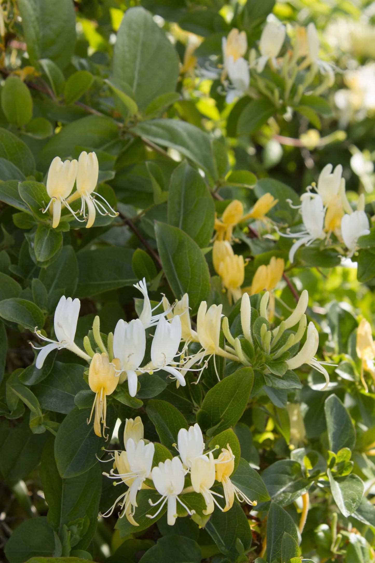 HALLS HONEYSUCKLE 2gal