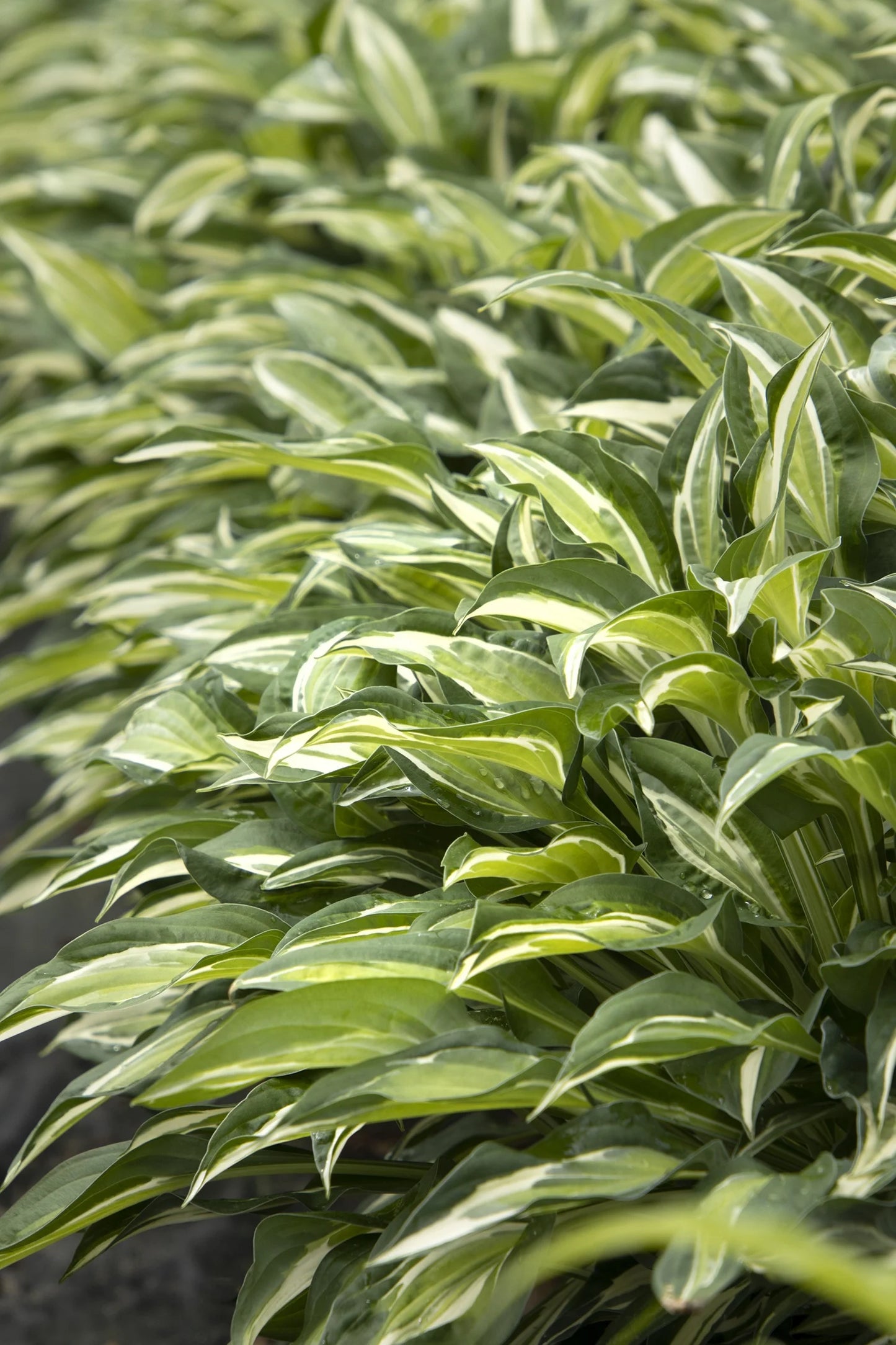 STRIPTEASE HOSTA 1gal
