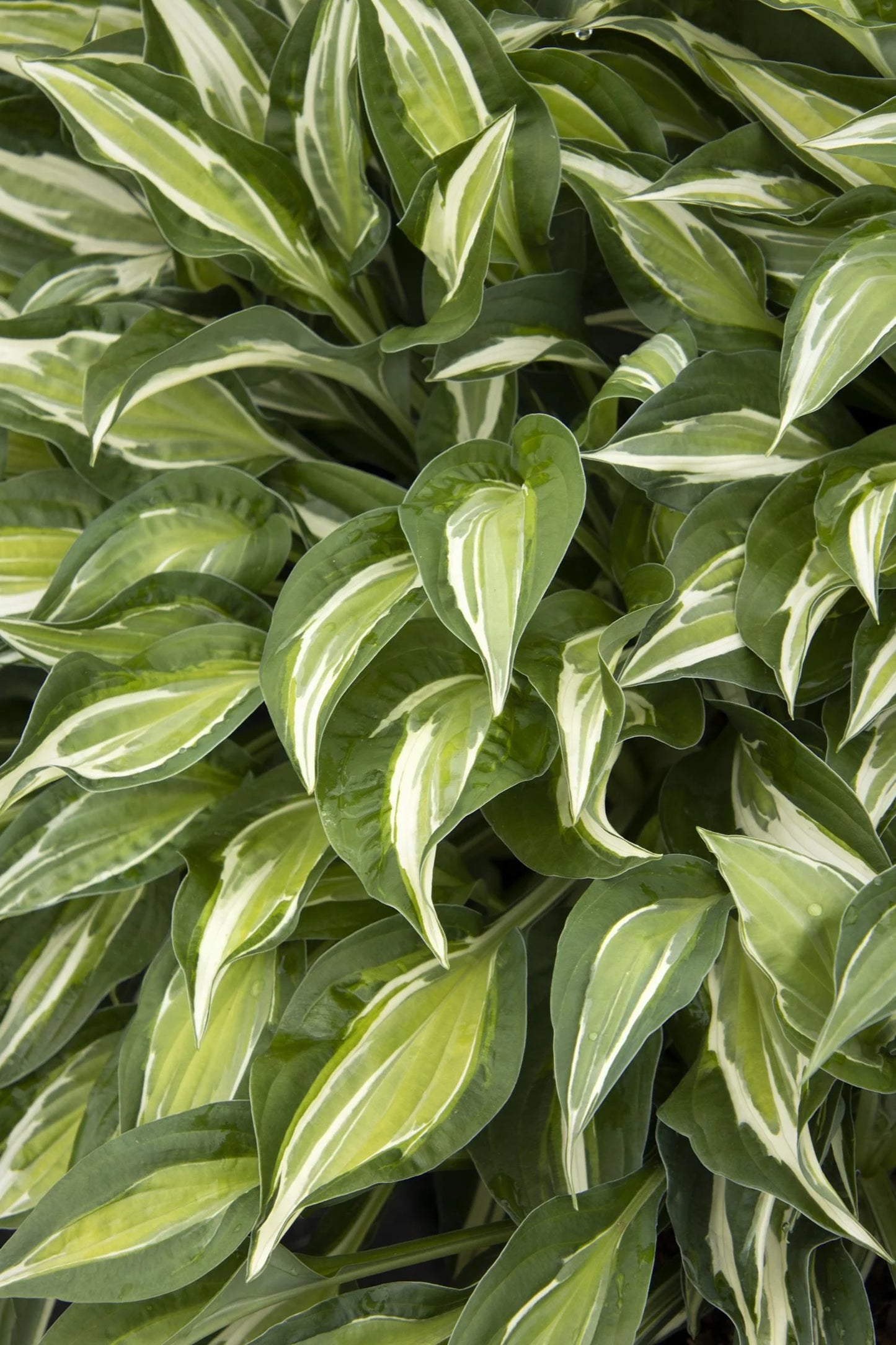STRIPTEASE HOSTA 1gal