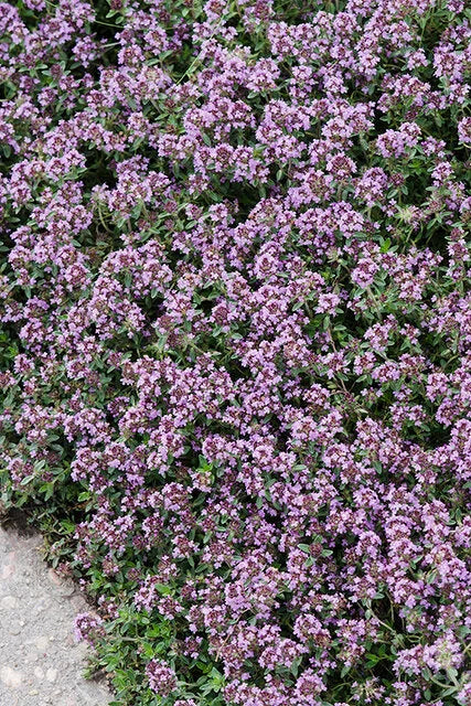PINK CHINTZ THYME L1