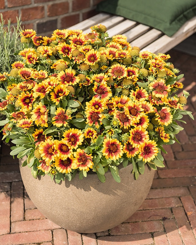 SPINTOP RED STARBURST GAILLARDIA 1gal