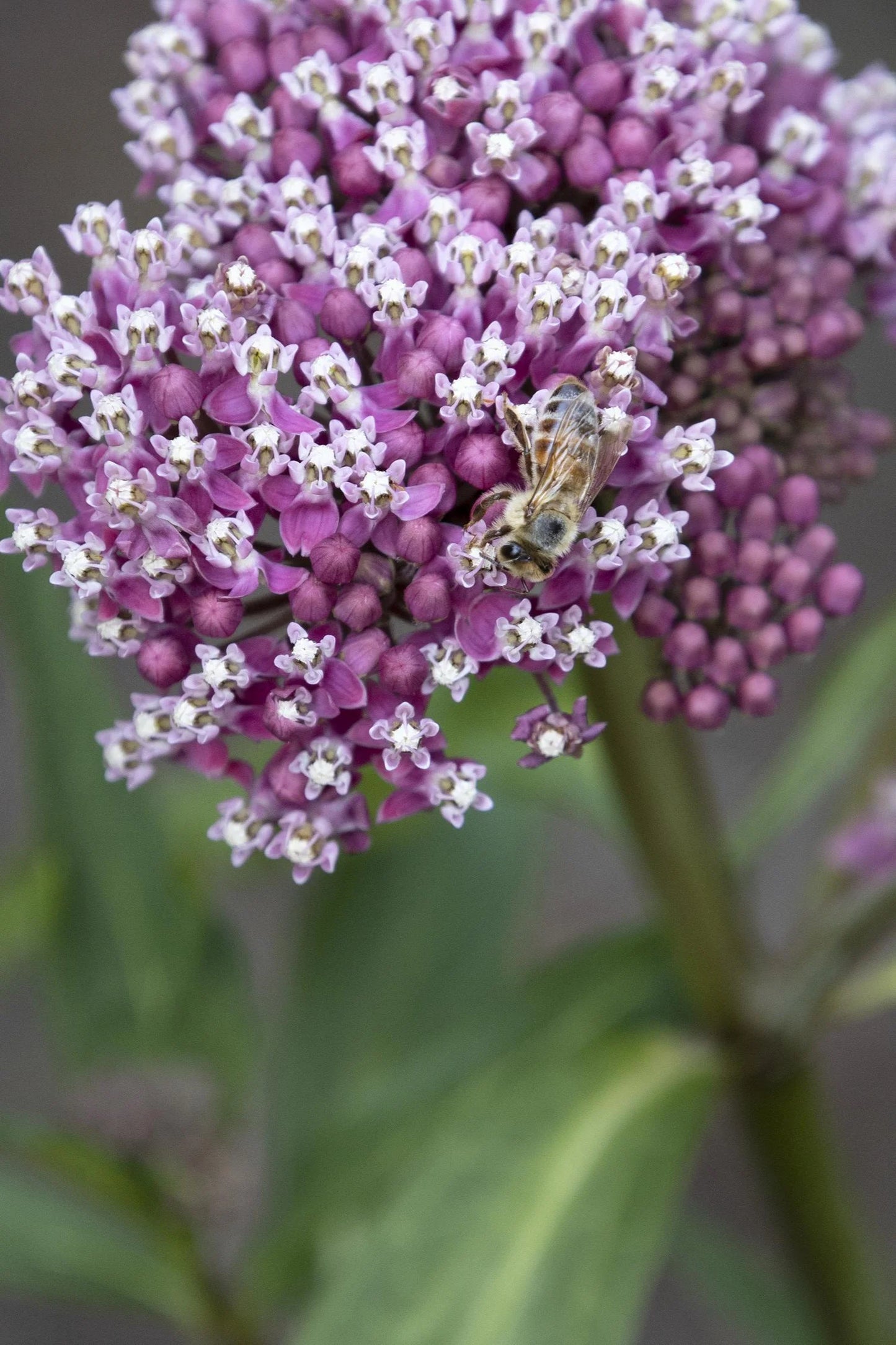 CINDERELLA MILKWEED 1gal