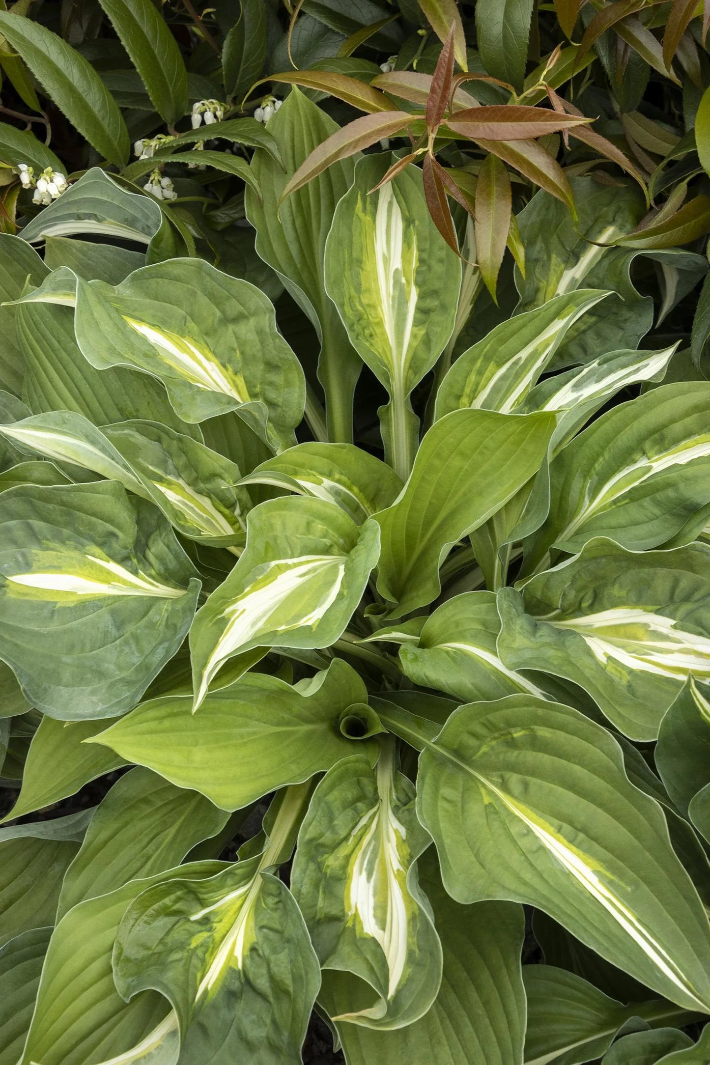 STRIPTEASE HOSTA 1gal