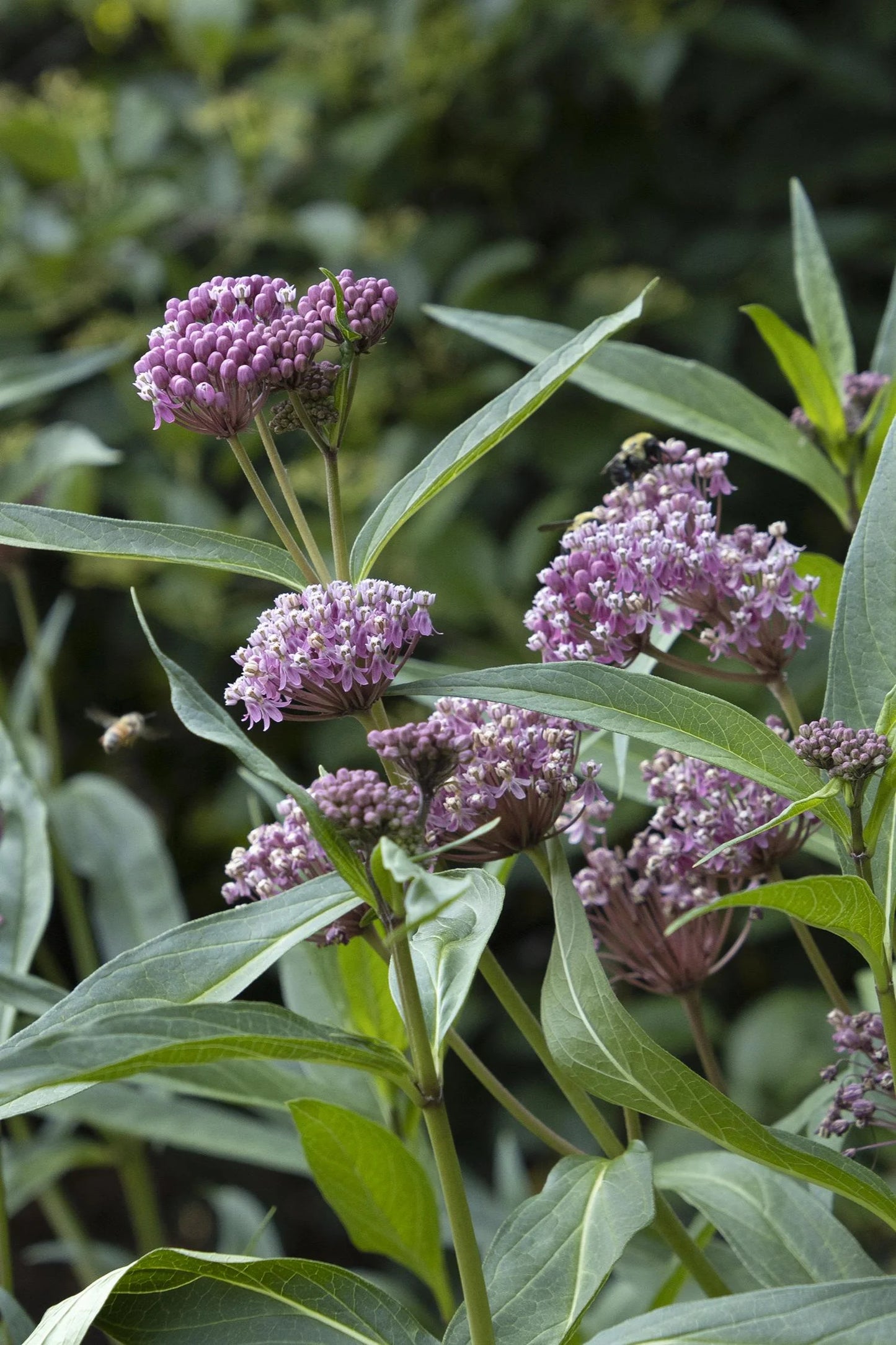 CINDERELLA MILKWEED 1gal