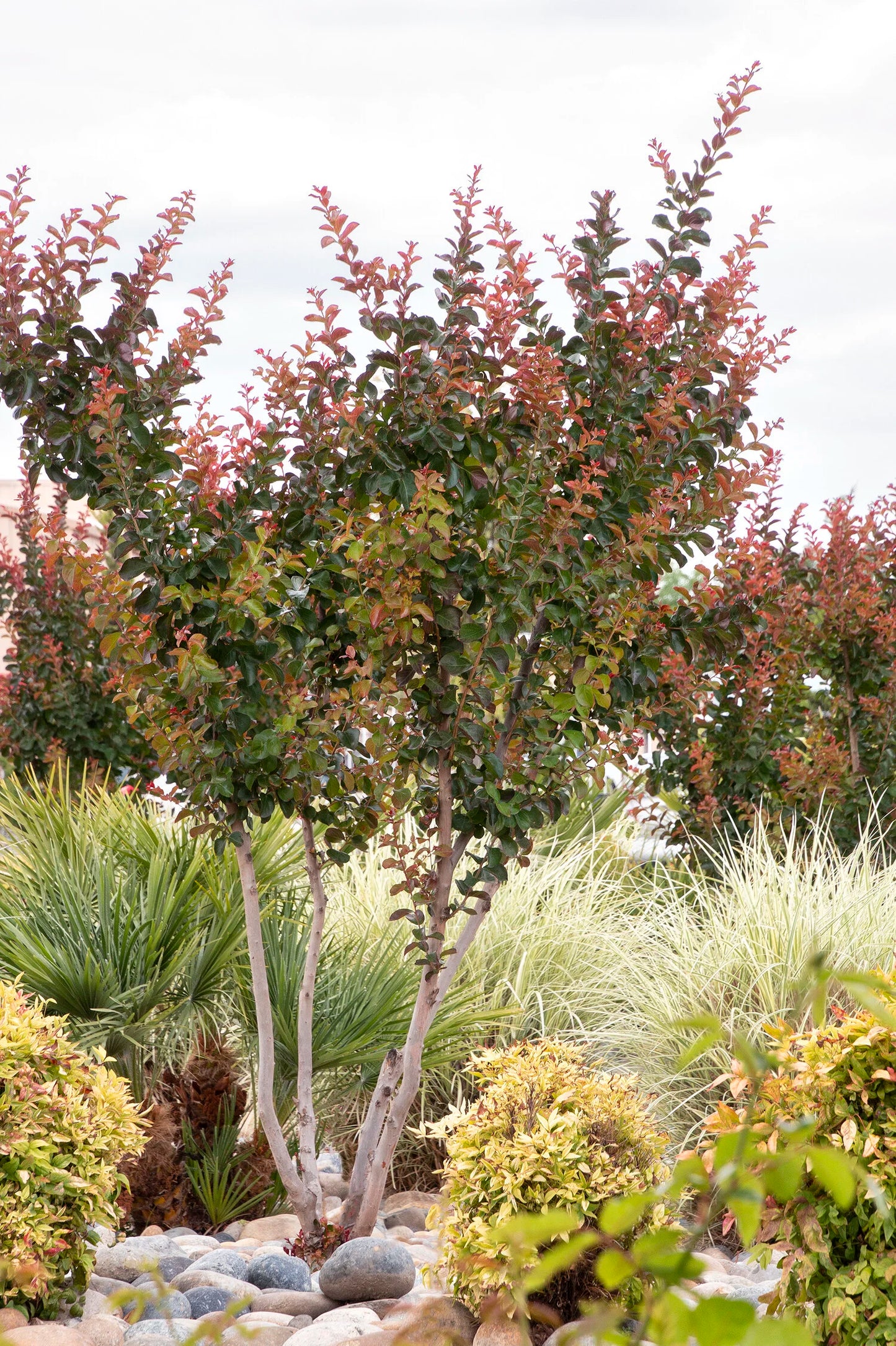 CATAWBA CRAPE MYRTLE 5gal