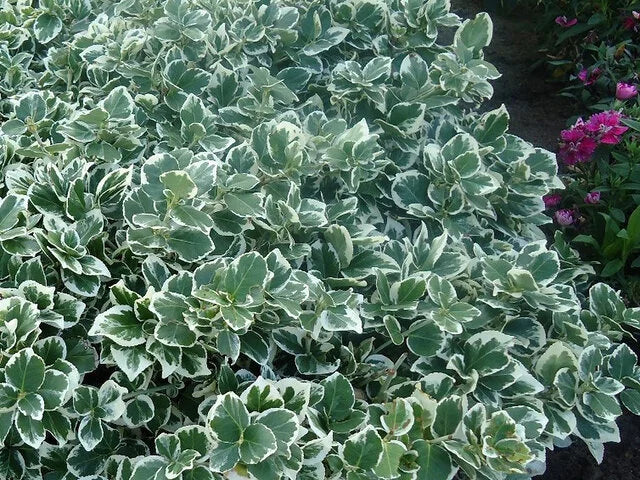EMERALD GAIETY WINTERCREEPER EUONYMUS 2gal