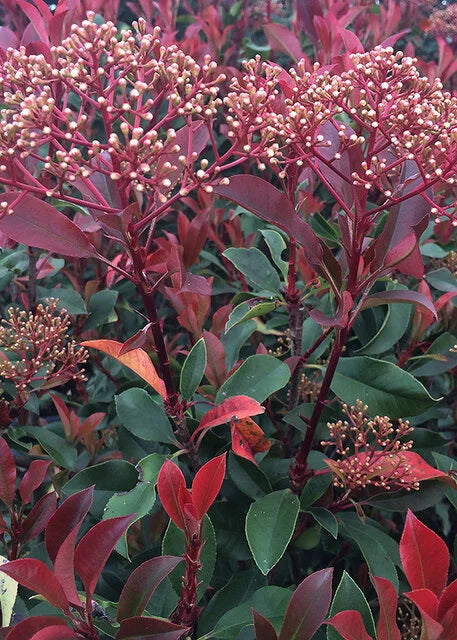 RED DYNAMO PHOTINIA 2gal
