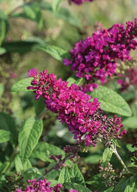 SANGRIA BUTTERFLY BUSH 2gal