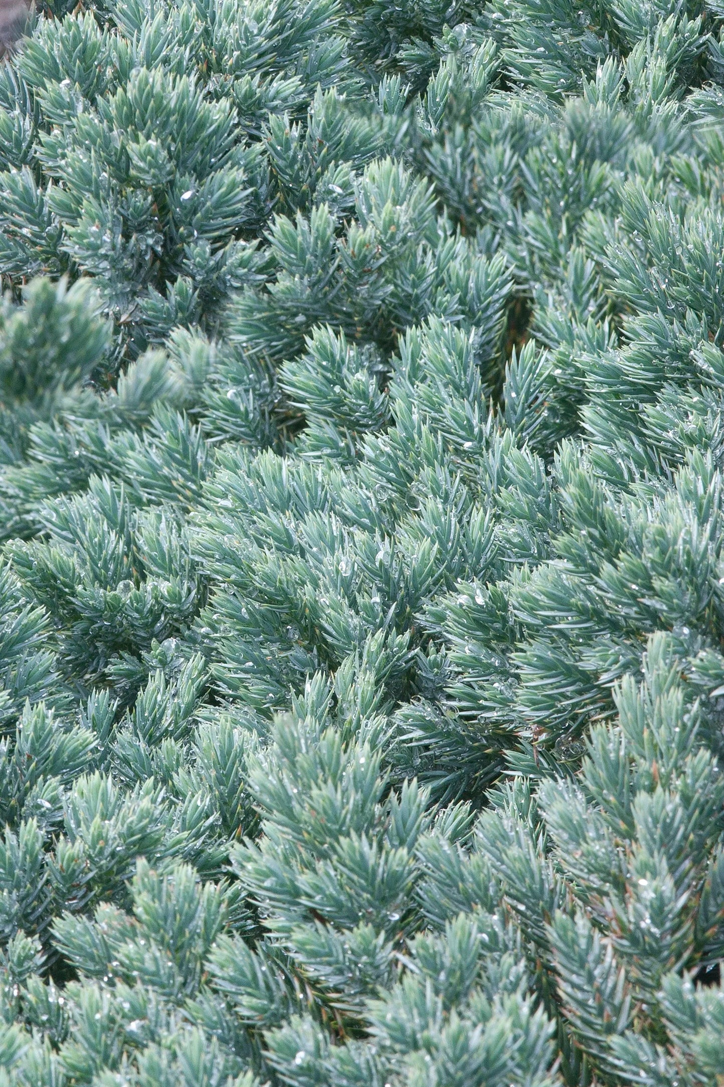 BLUE STAR JUNIPER 2gal