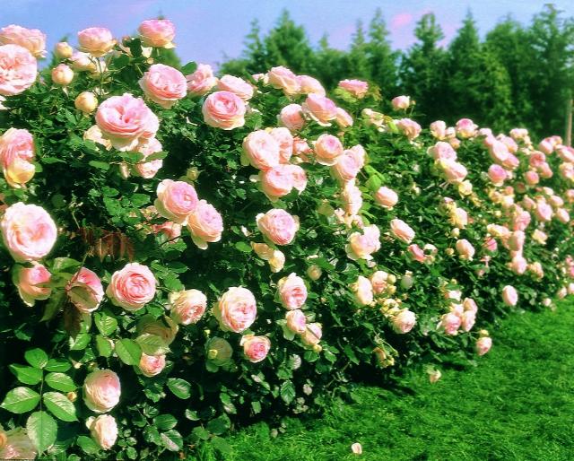 EDEN CLIMBING ROSE 2gal