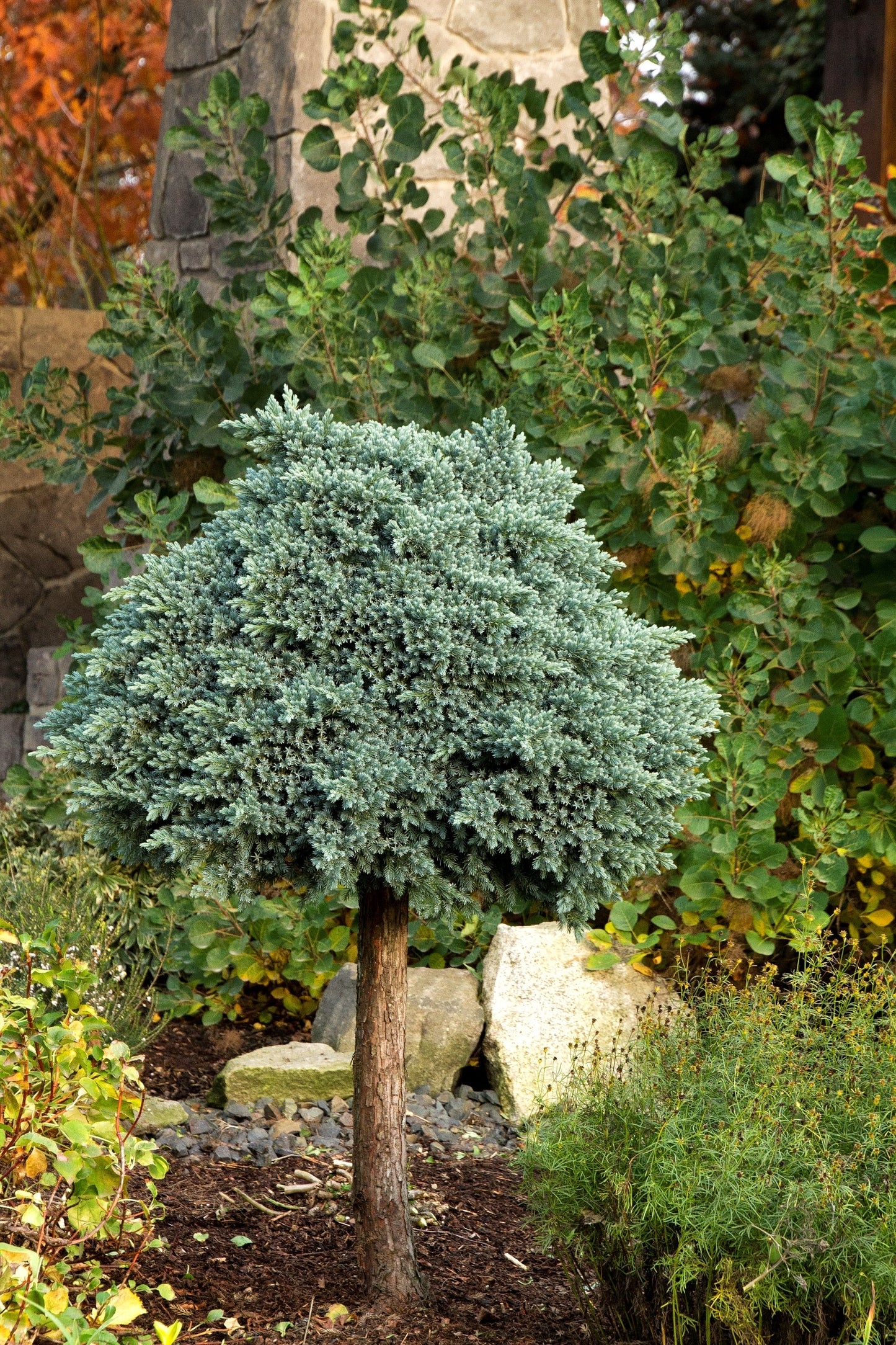 BLUE STAR JUNIPER 2gal