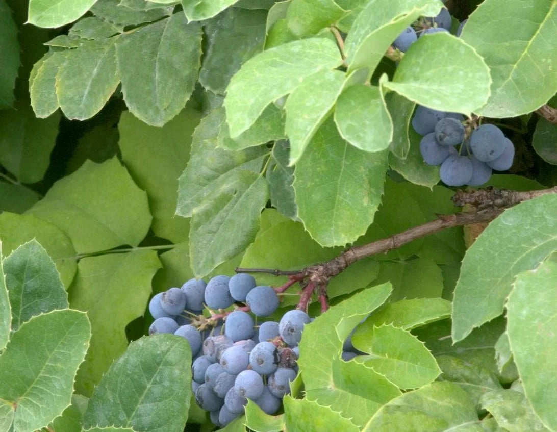 CREEPING OREGON GRAPE MAHONIA 2gal