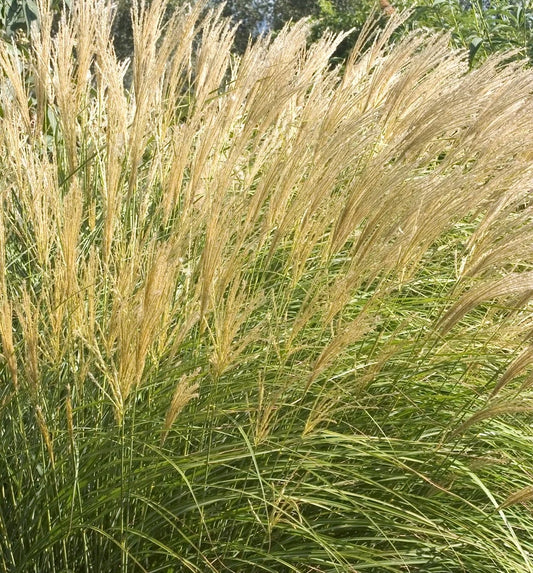 ADAGIO MAIDEN GRASS 2 GAL