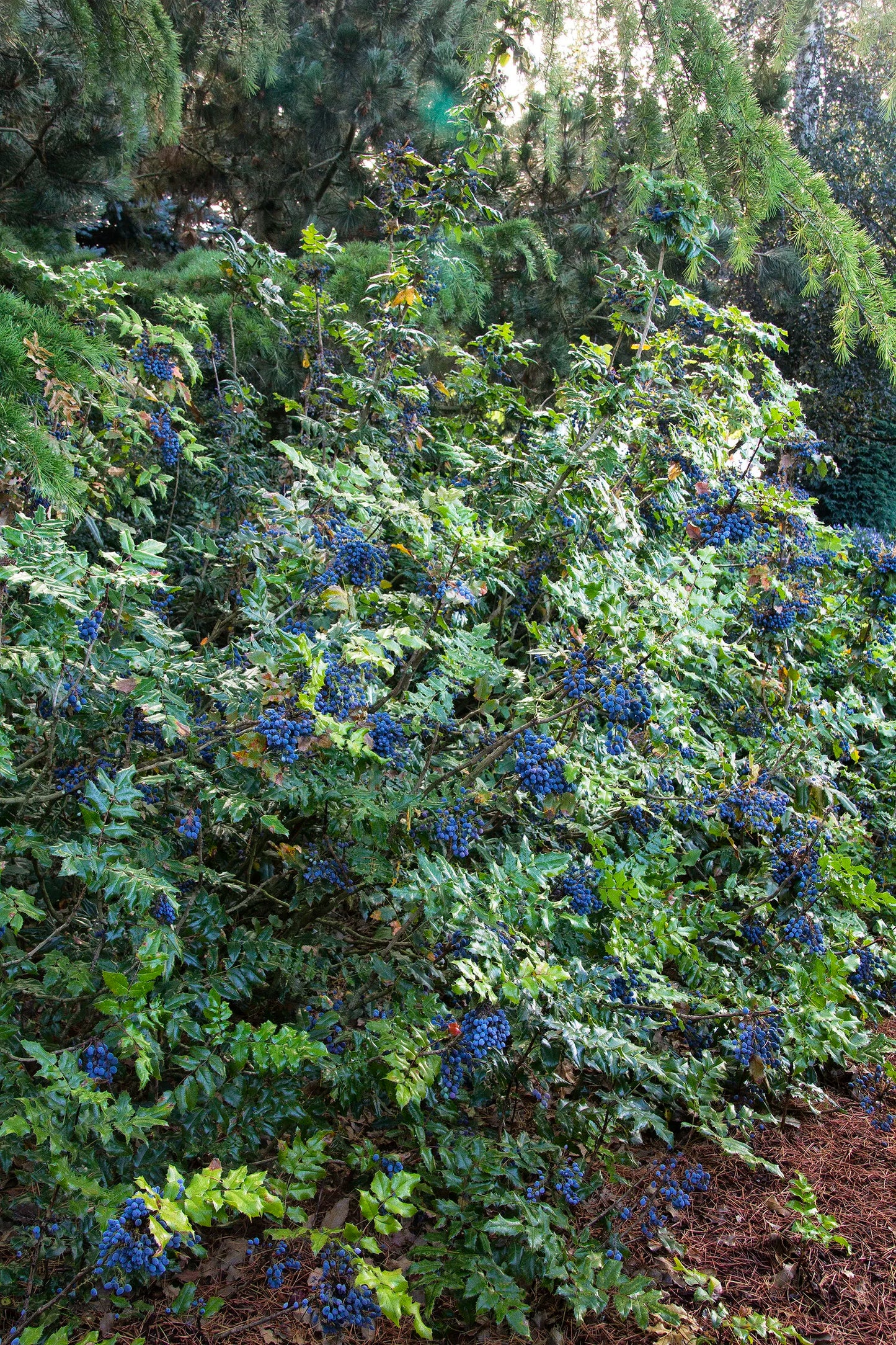 OREGON GRAPE MAHONIA 2gal