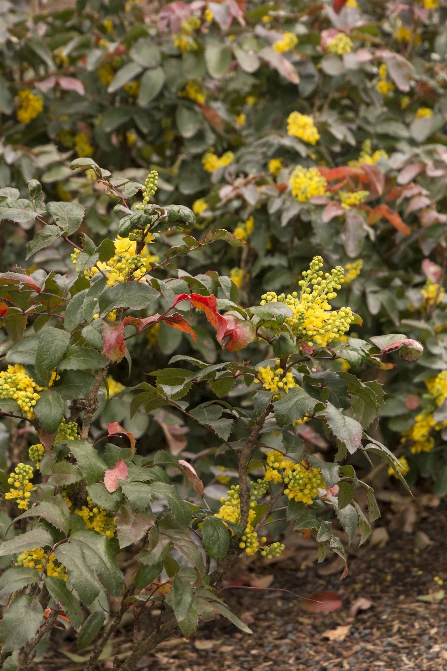 CREEPING OREGON GRAPE MAHONIA 2gal