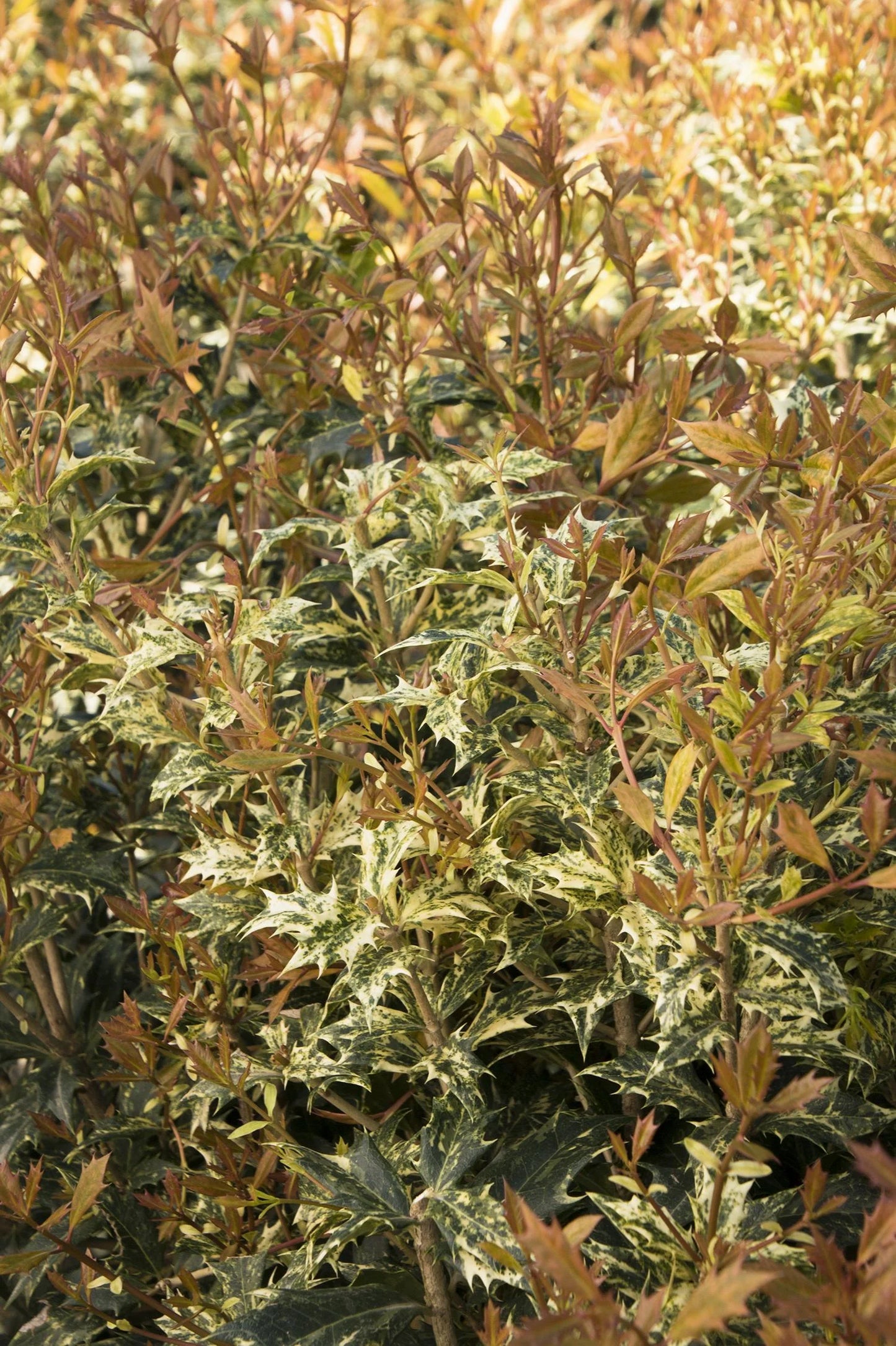 GOSHIKI OSMANTHUS HOLLY 5gal