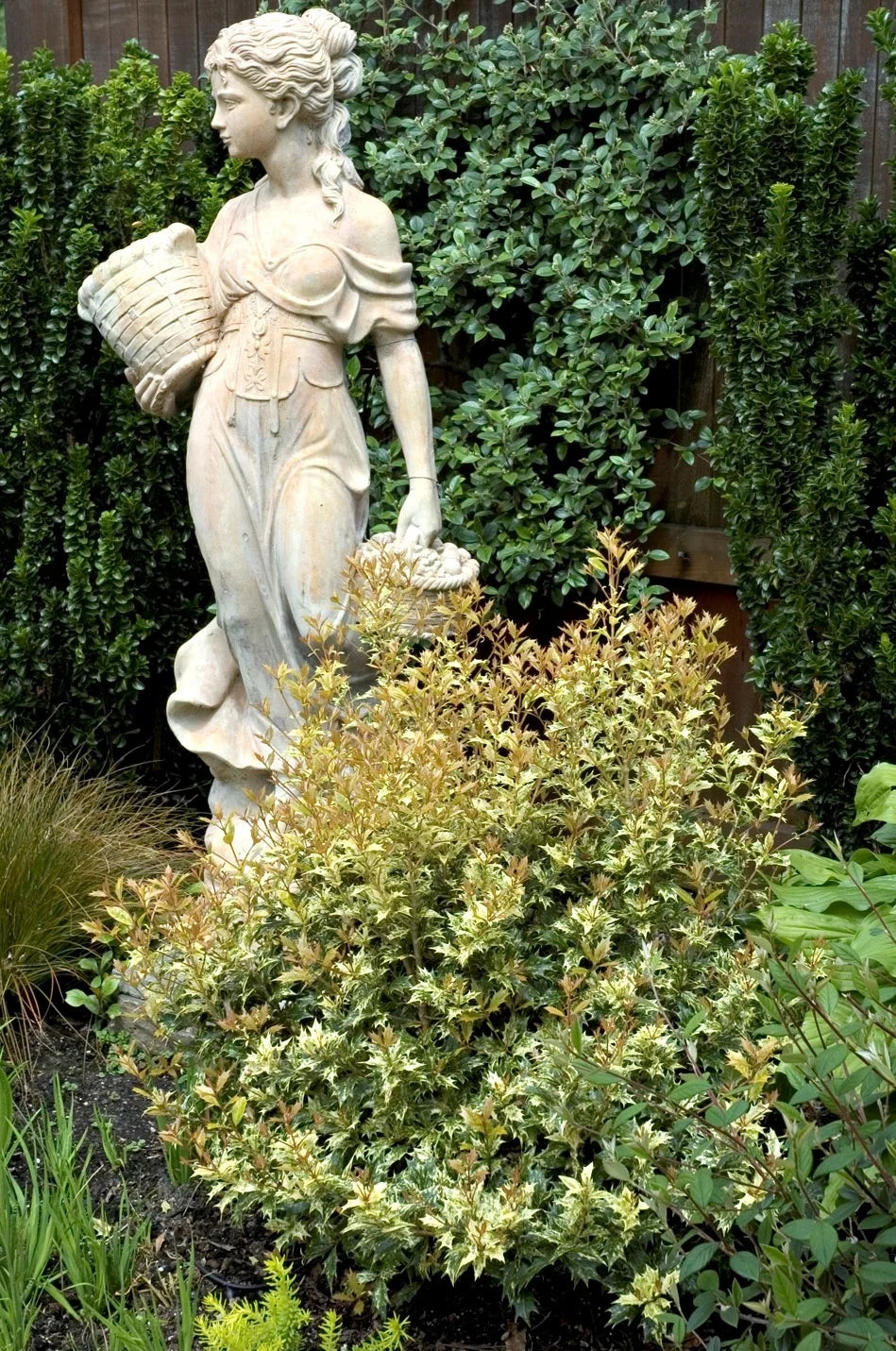 GOSHIKI HOLLY OSMANTHUS 2gal
