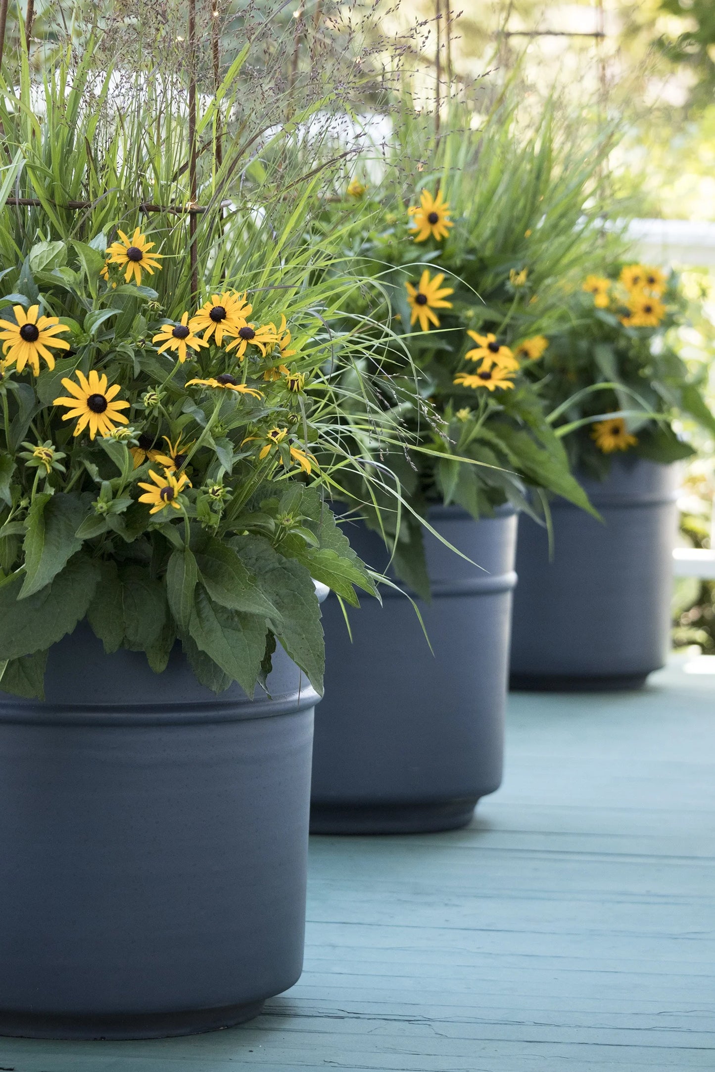 GOLDSTURM RUDBECKIA 1 GAL