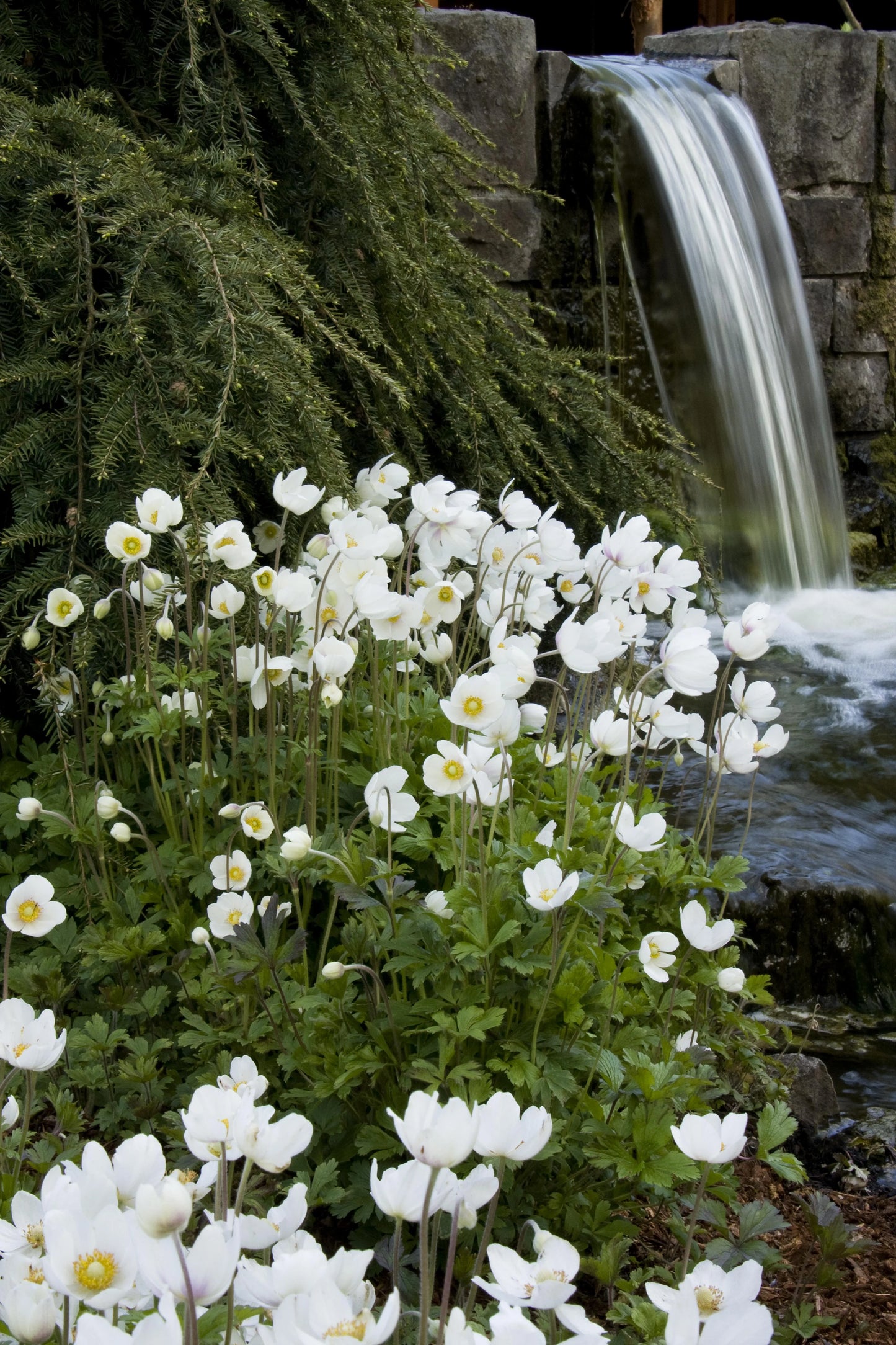 ANEMONE SNOWDROP 1gal
