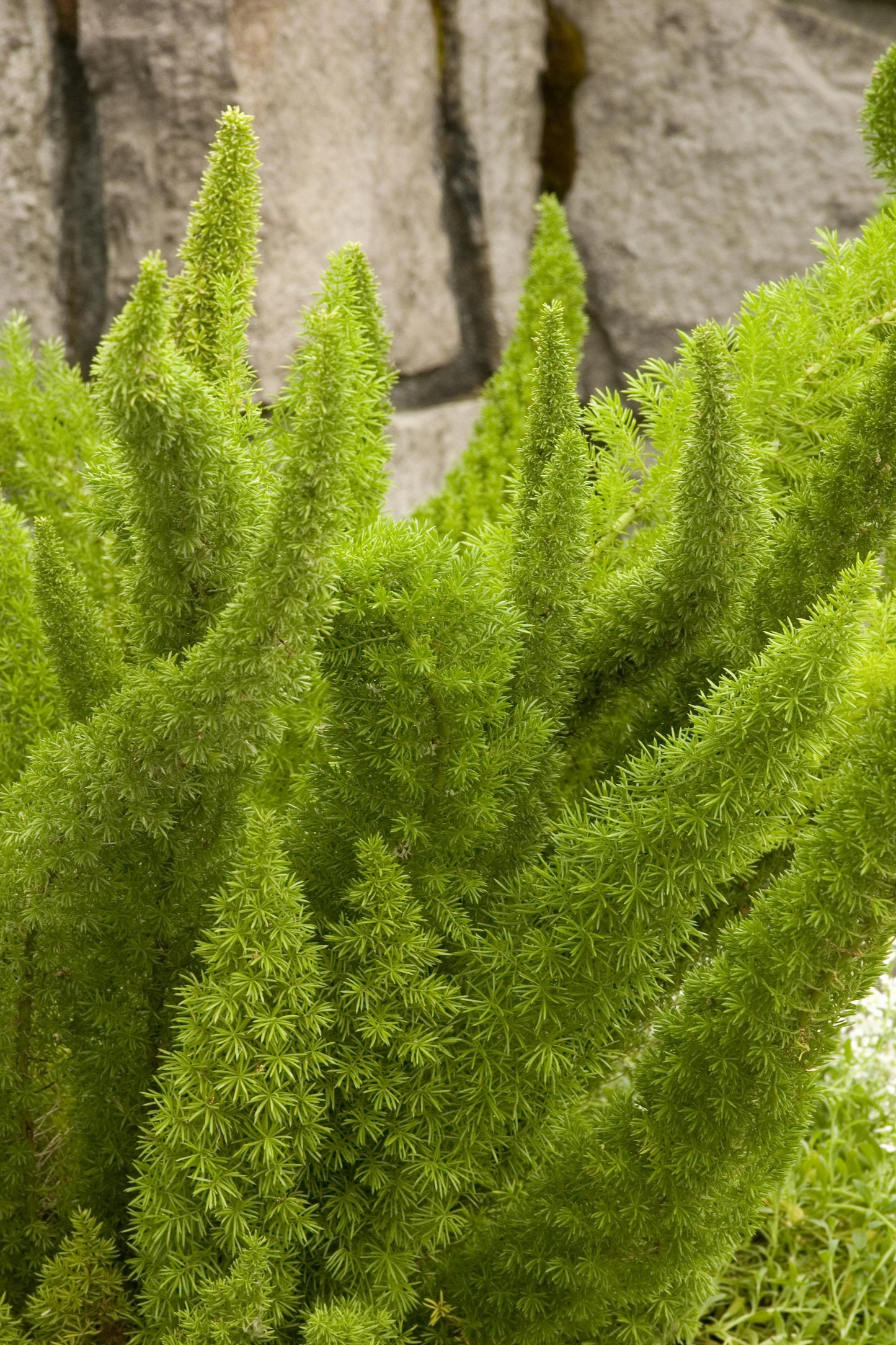 MYERS ASPARAGUS FERN 3gal